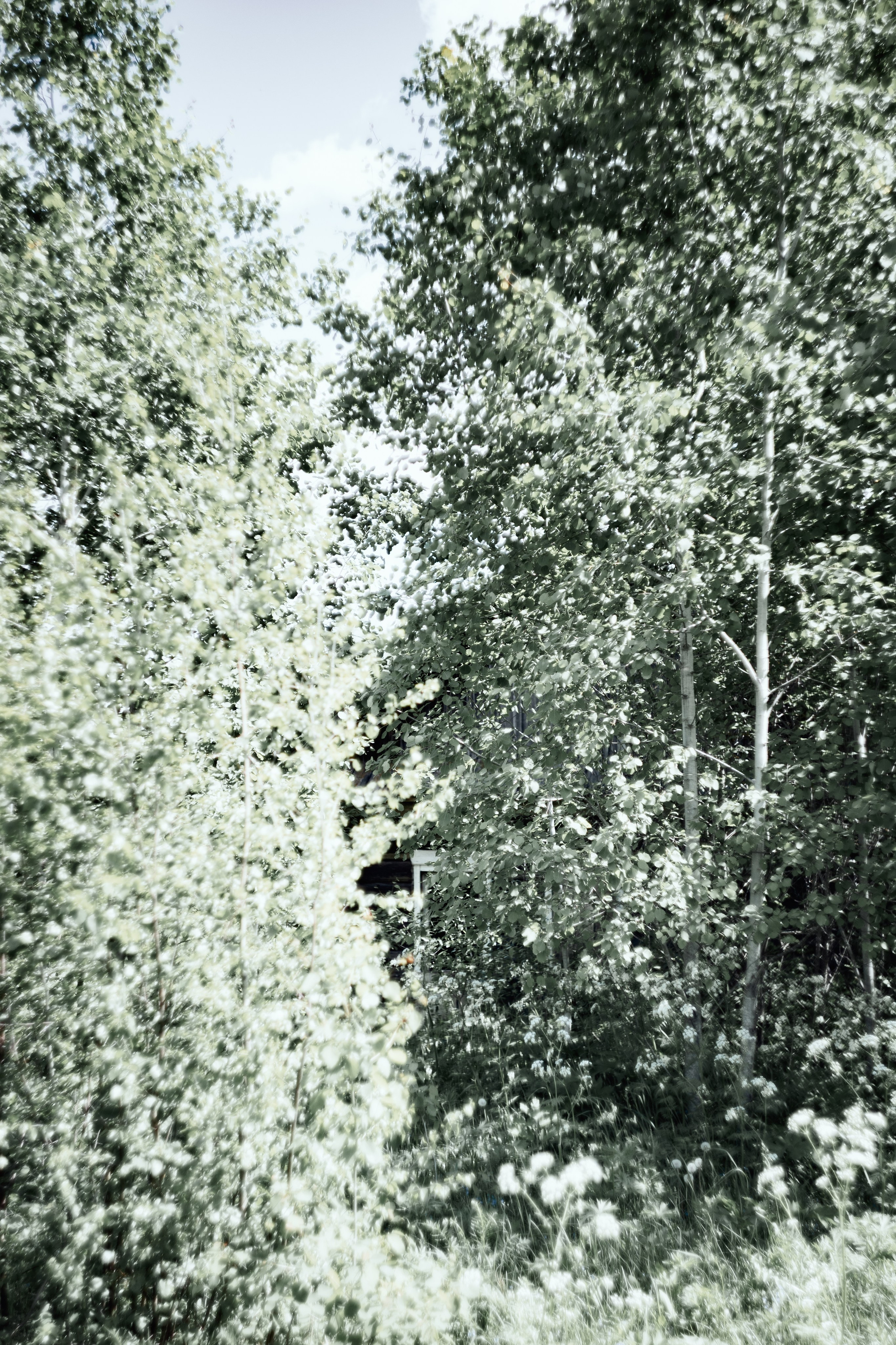 Природа. Фотограф Александр Тихонов