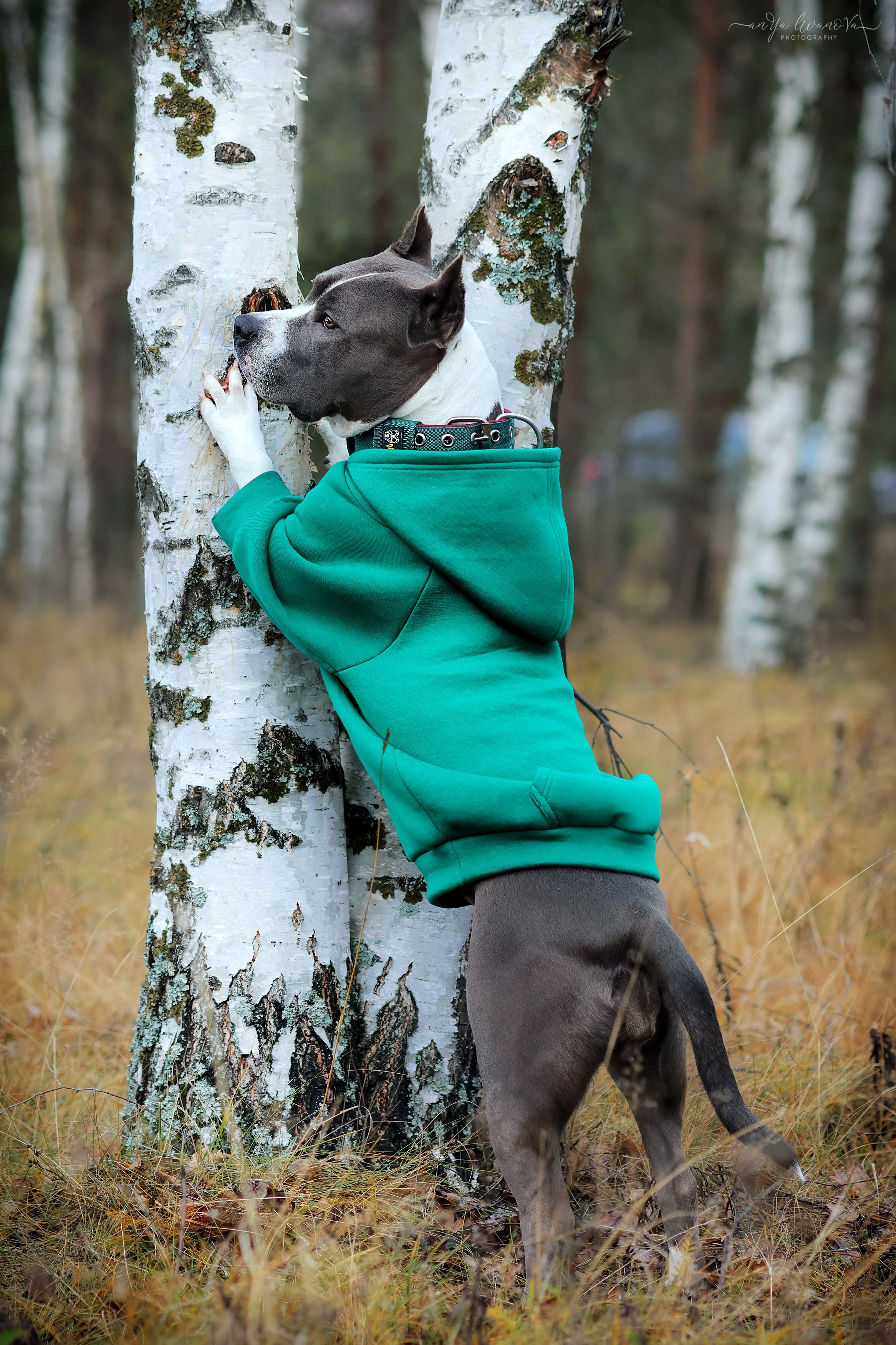 Деля. Фотограф анималист Аня Ливанова | Рыбинск