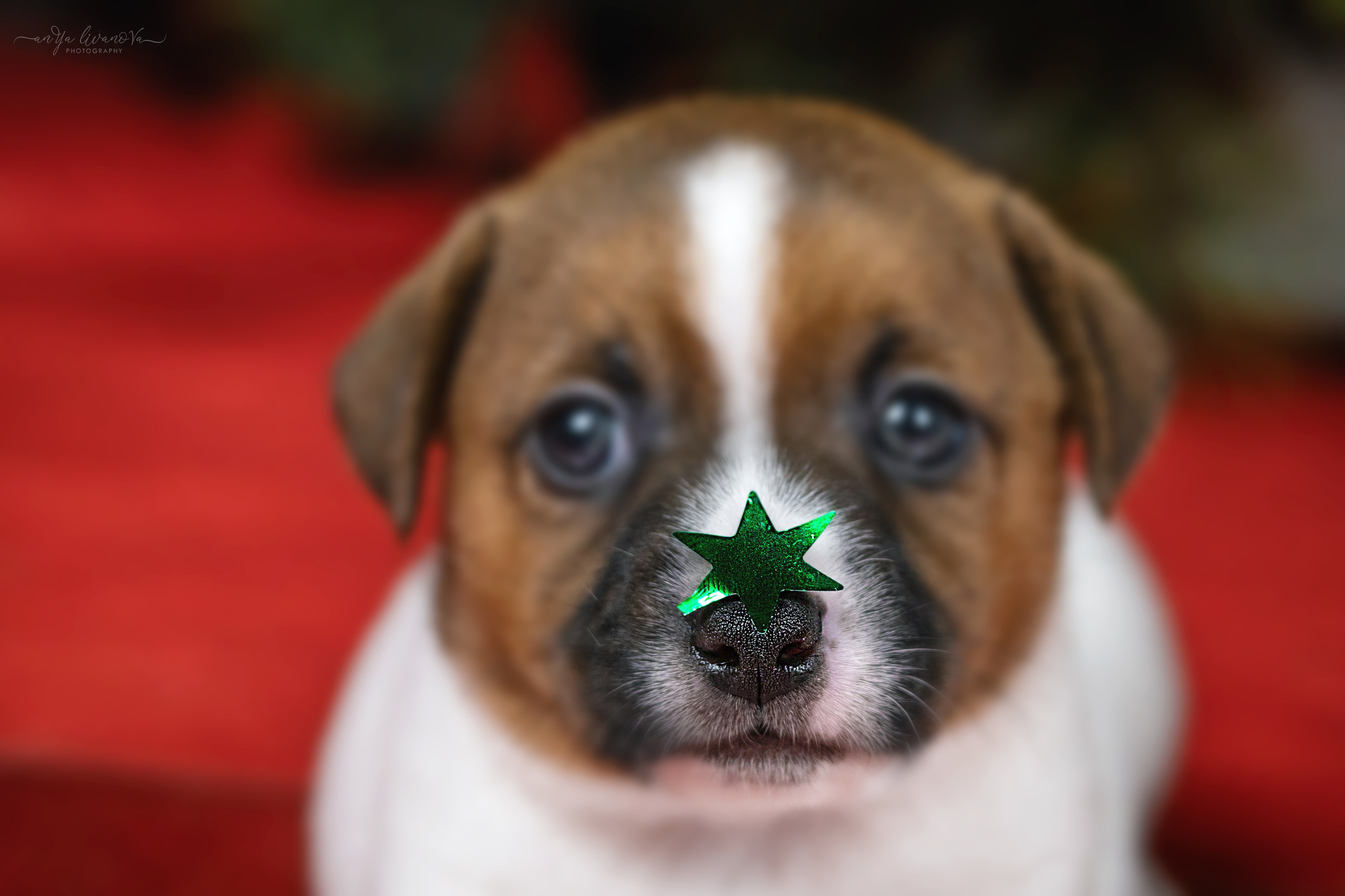 Новогодняя атмосфера в «Simply the Best». Фотограф анималист Аня Ливанова | Рыбинск