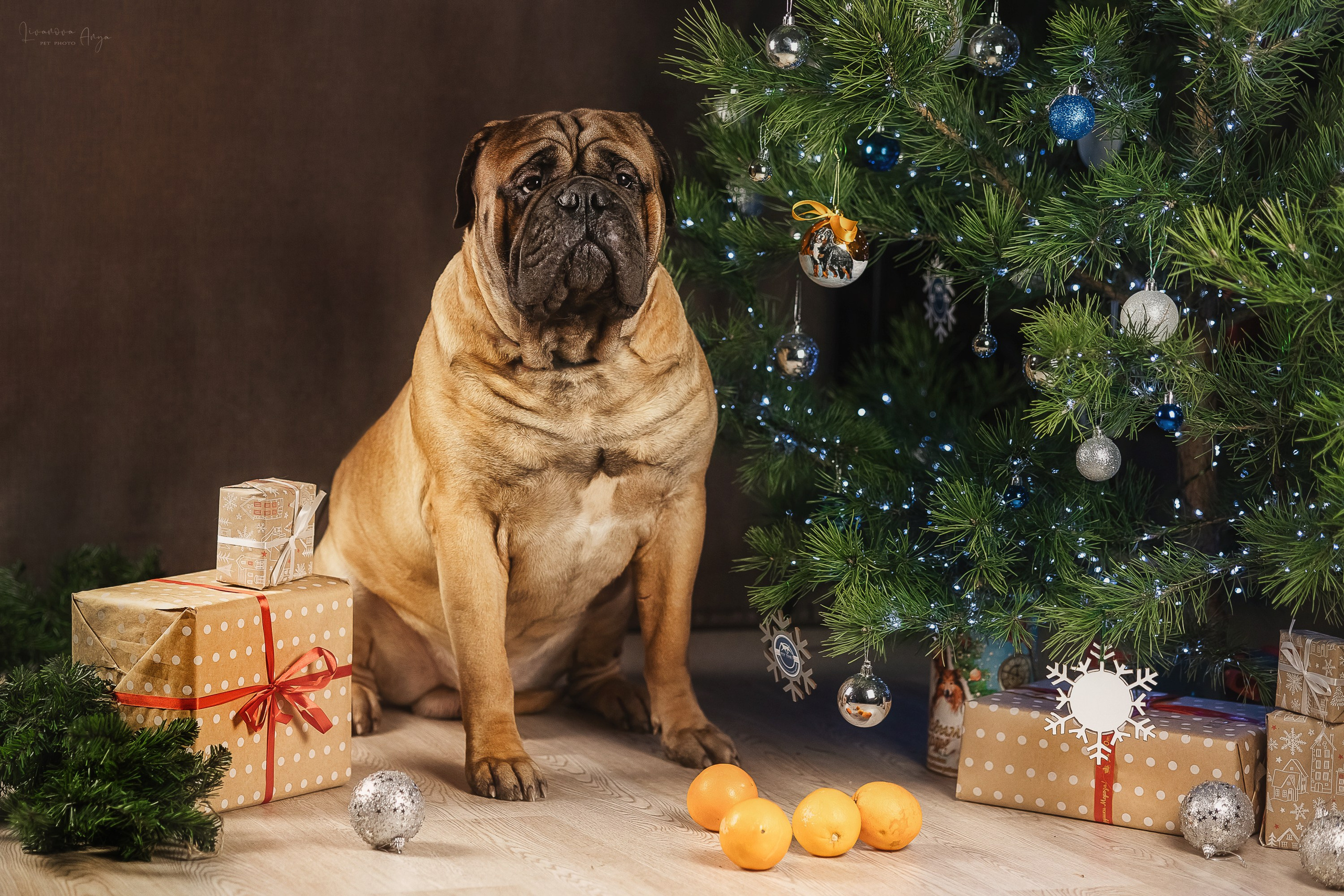 Фотодень_2 2025. Фотограф анималист Аня Ливанова | Рыбинск