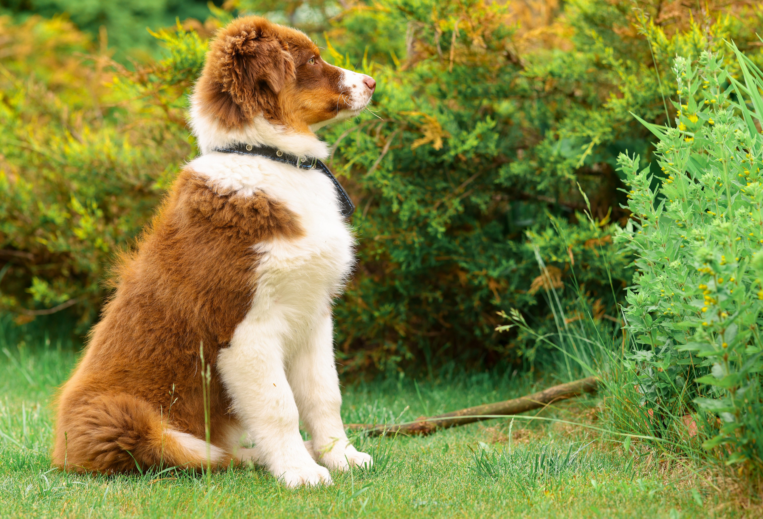 Аусси 2. Фотограф репортажей и стритфотосессий в Москве Людмила Смирнова