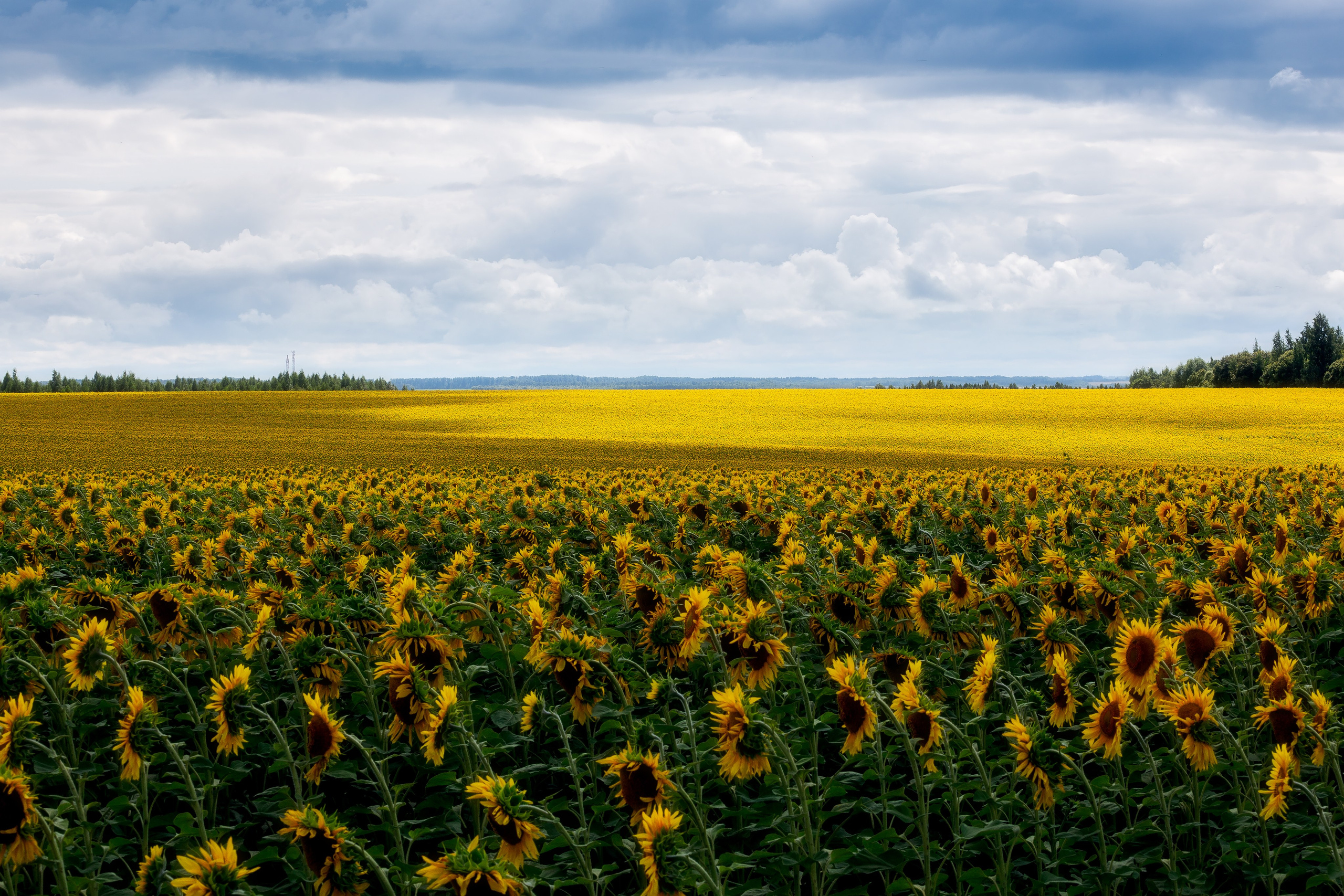 Природа (Лето). Фотограф Мартыненко Дмитрий