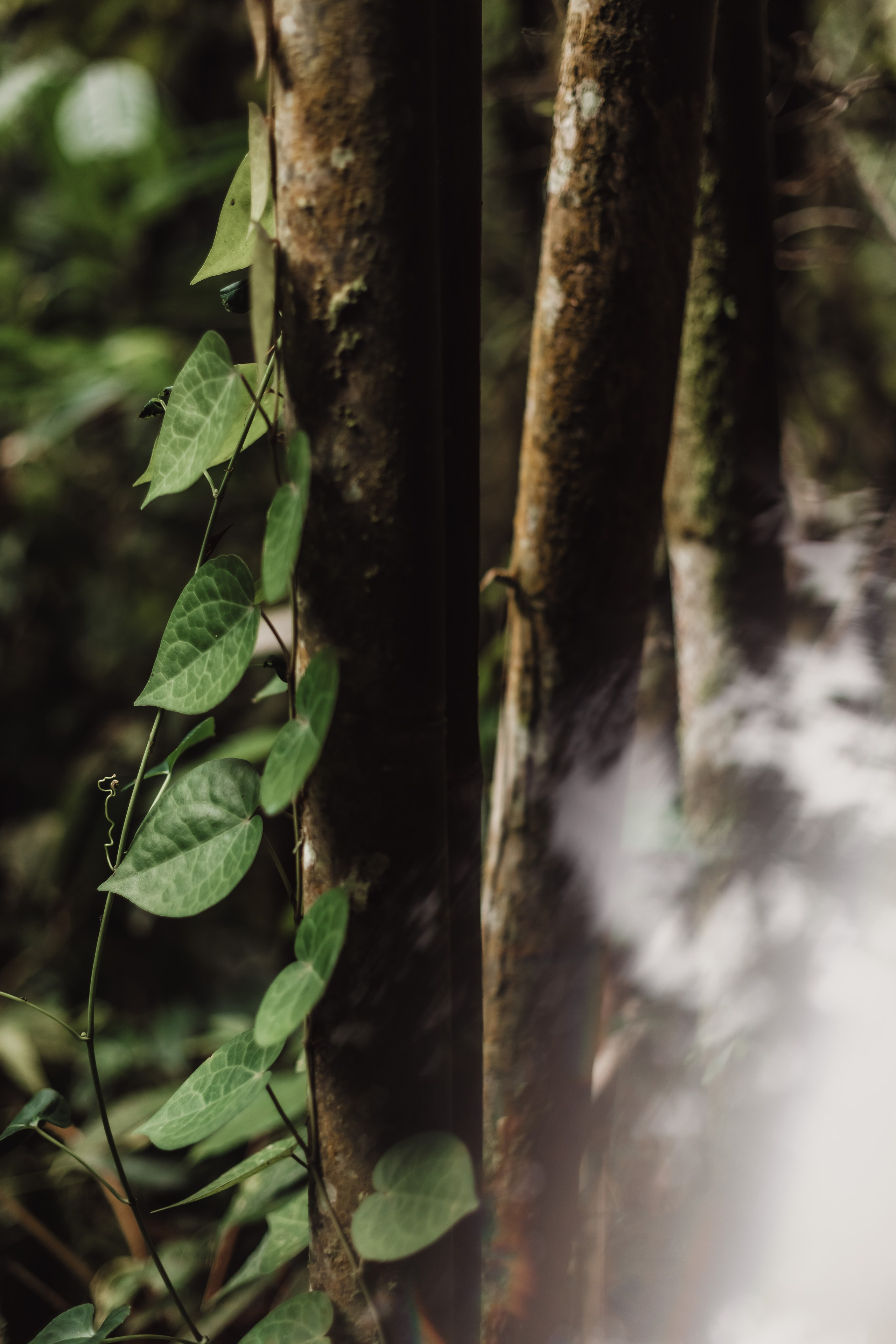 Connection. Мариам Багдасарян