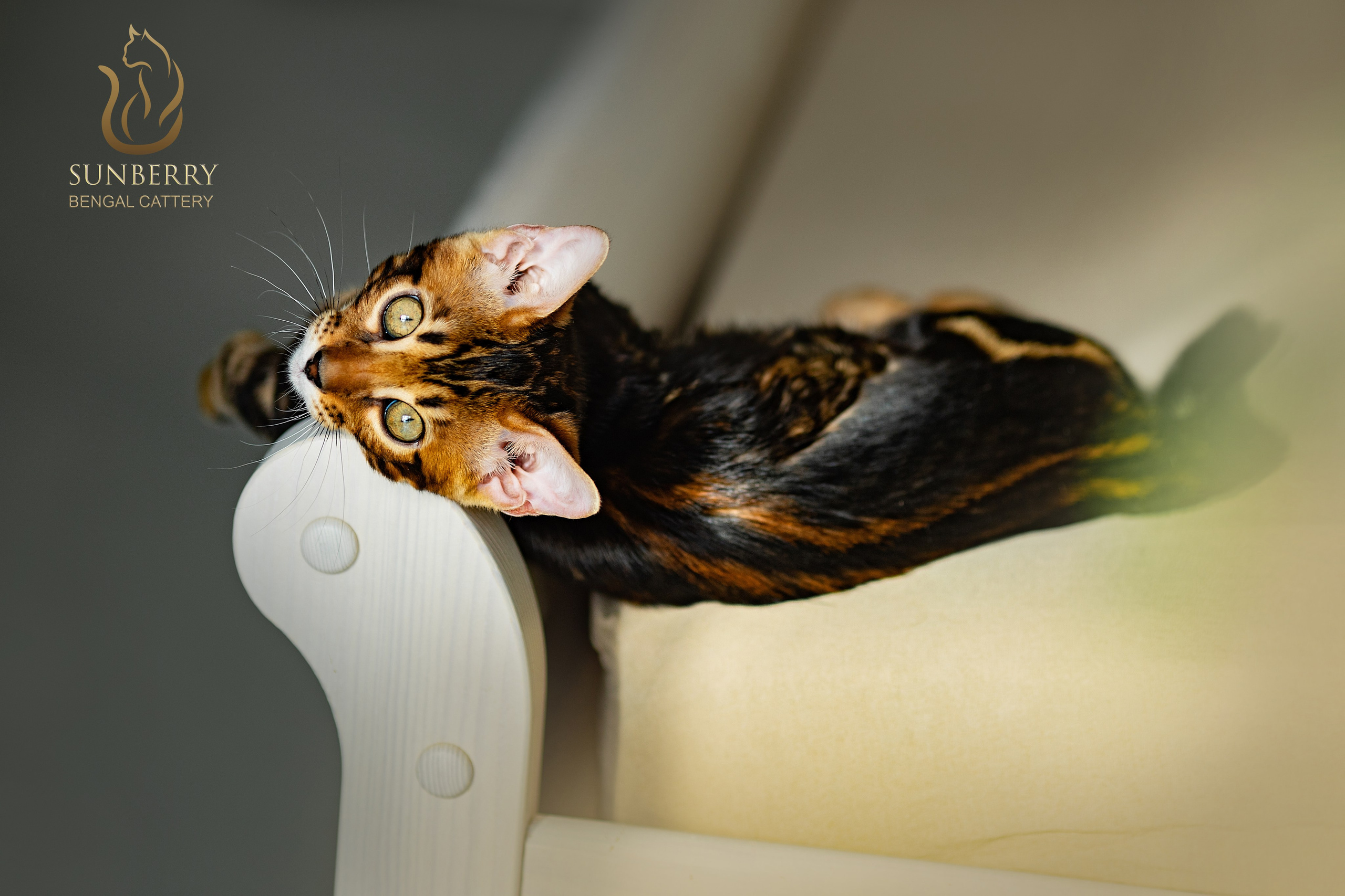 Питомник Бенгальских кошек Минск