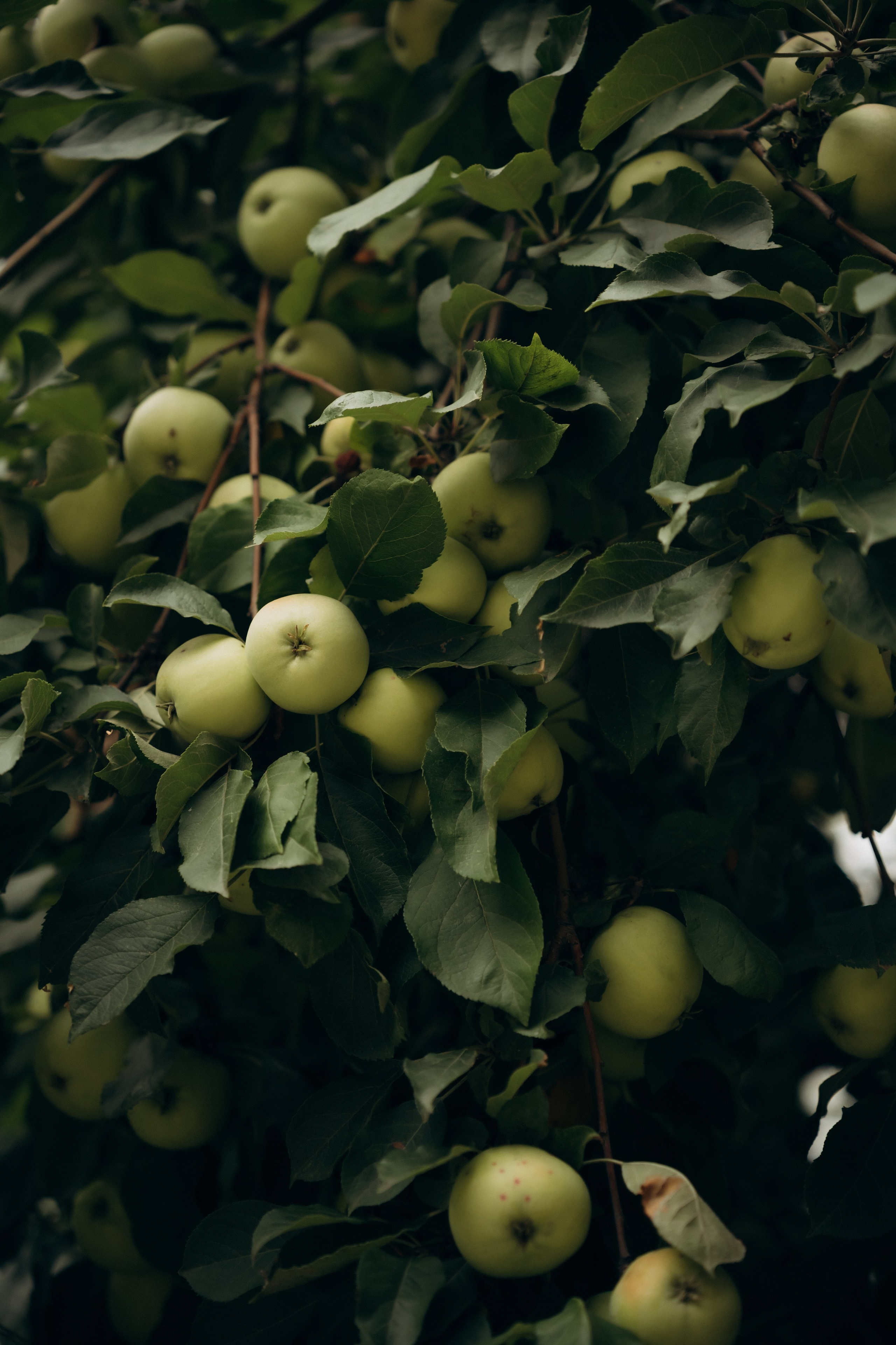 Виктория и Богдан. Ирина Гонтарева|Фотограф|Белгород