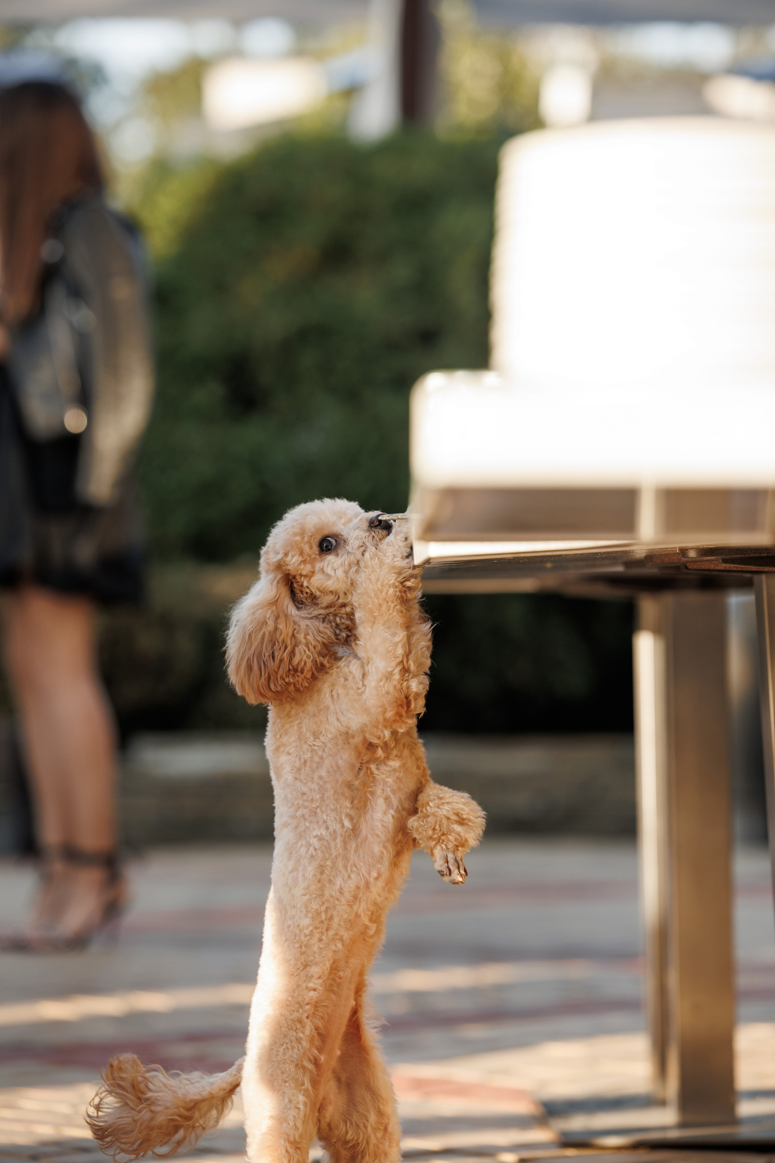 Свадебная фотосессия в Ростове. Свадебный организатор в Ростове-на-Дону Яснов Роман