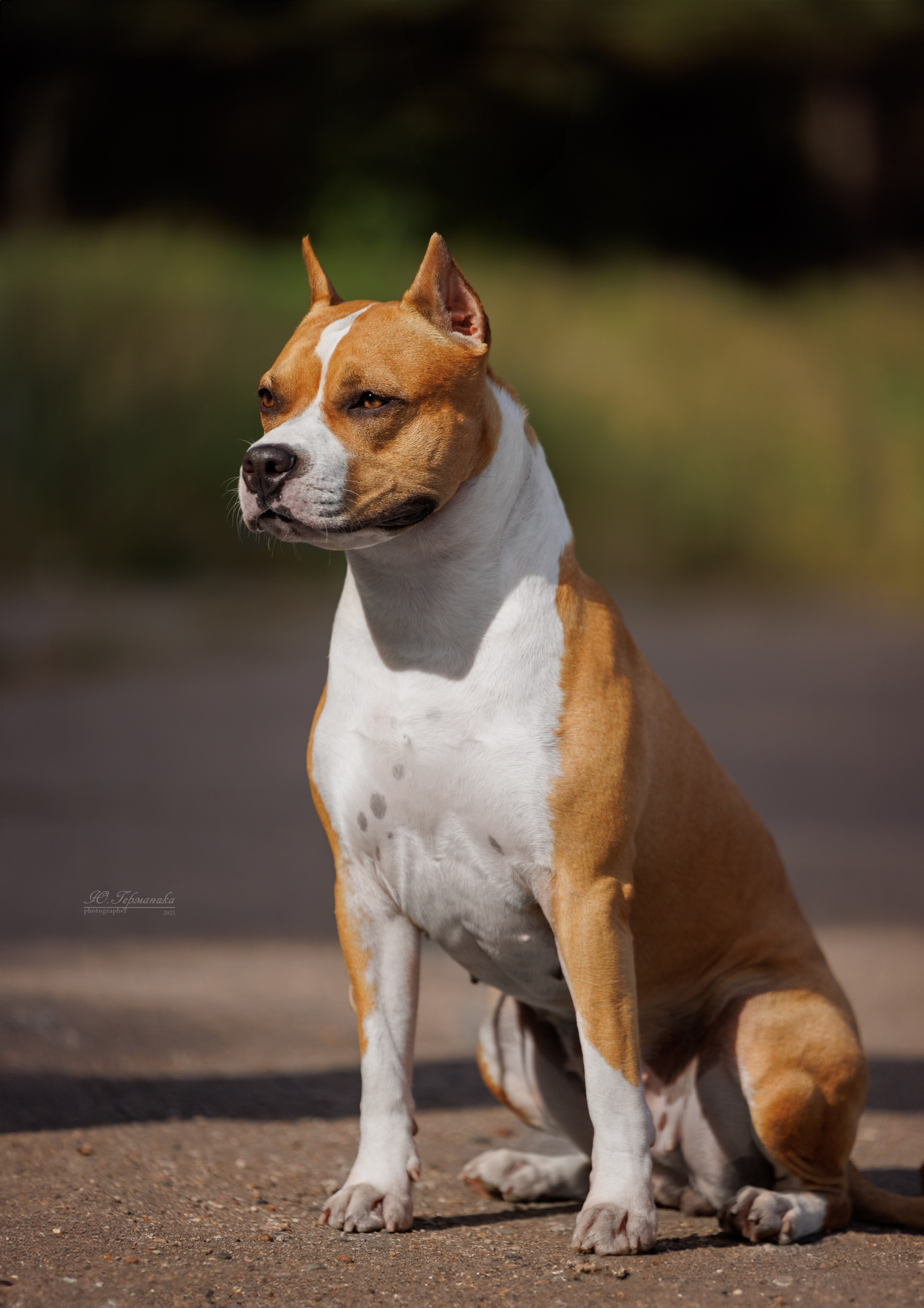 Зеленоград 13.09.2025. Фотограф-анималист Юлия Германика