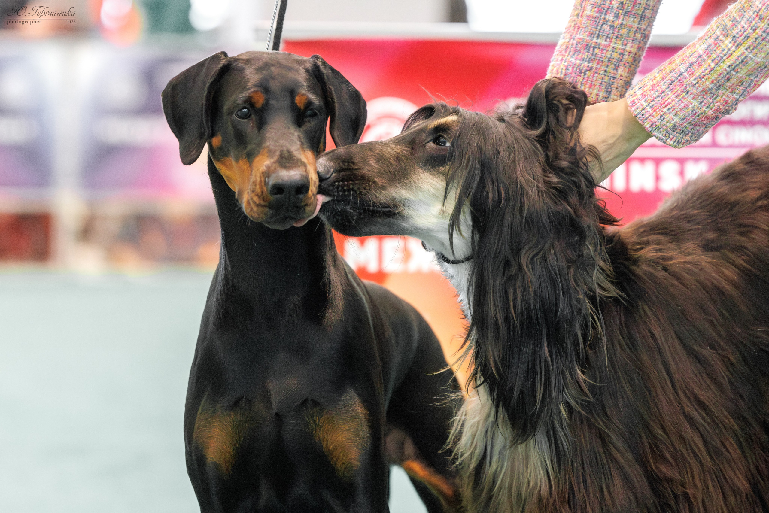 Минск 1-2.03.2025. Фотограф-анималист Юлия Германика