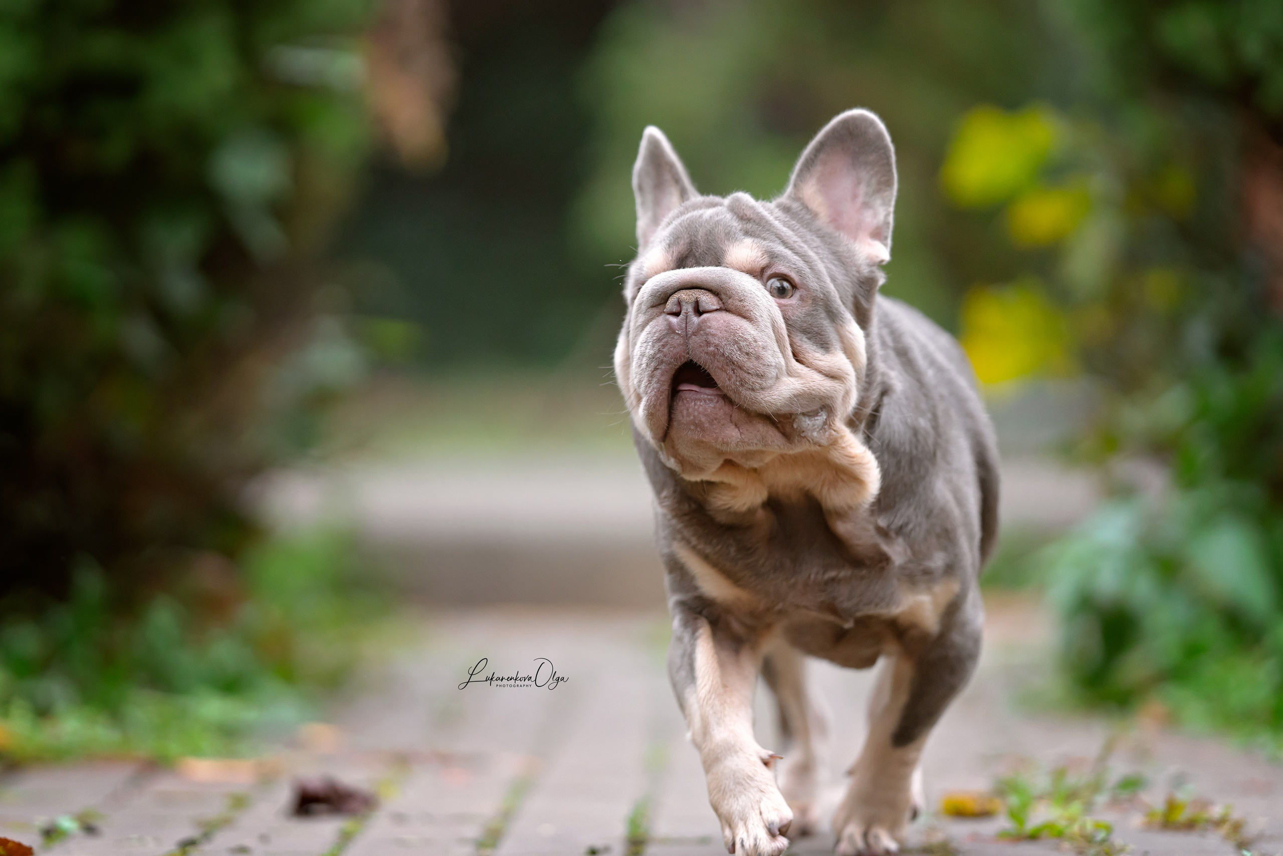 Бульдоги. Фотограф анималист Ольга Луканенкова в Москве