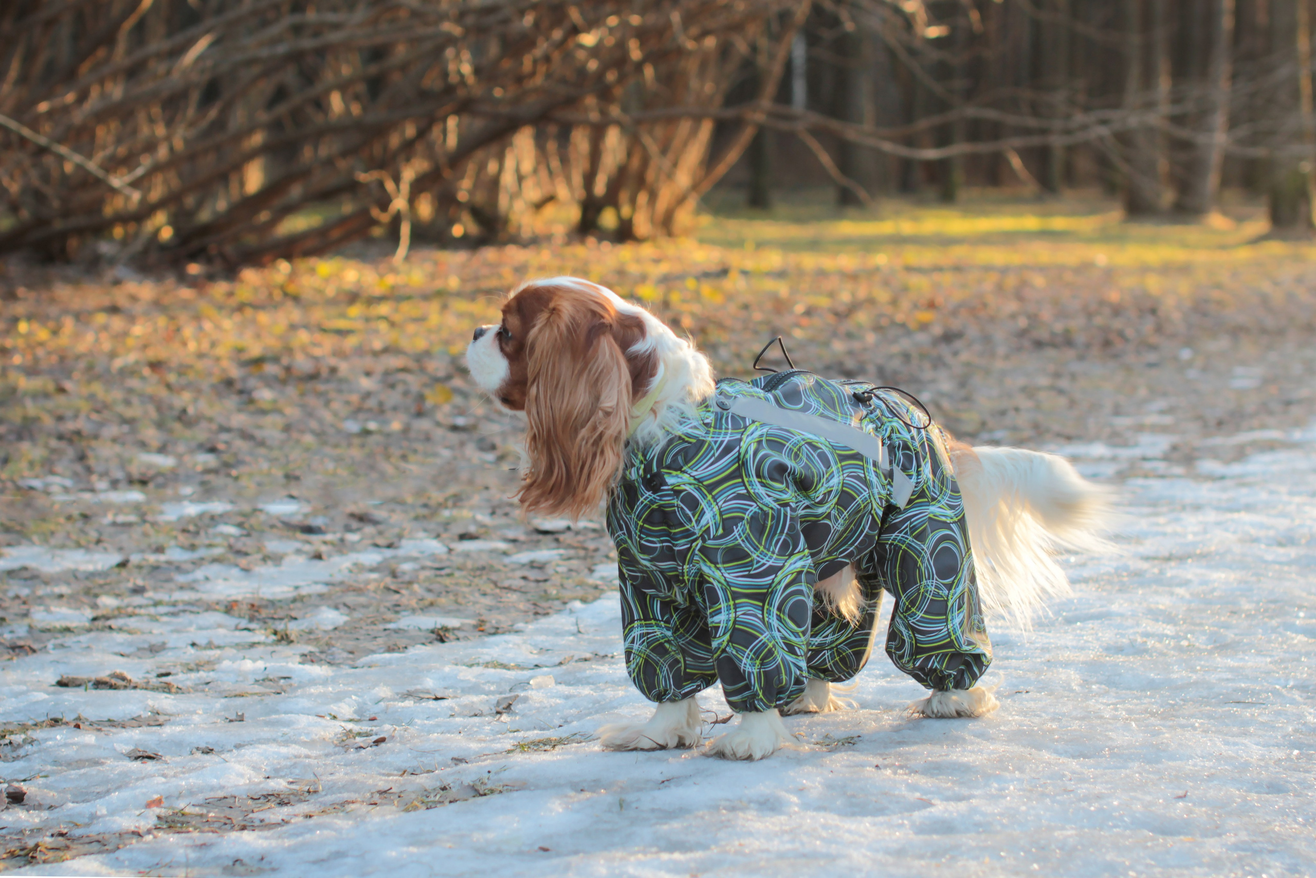 Животные. Детский и семейный фотограф в Санкт-Петербуре