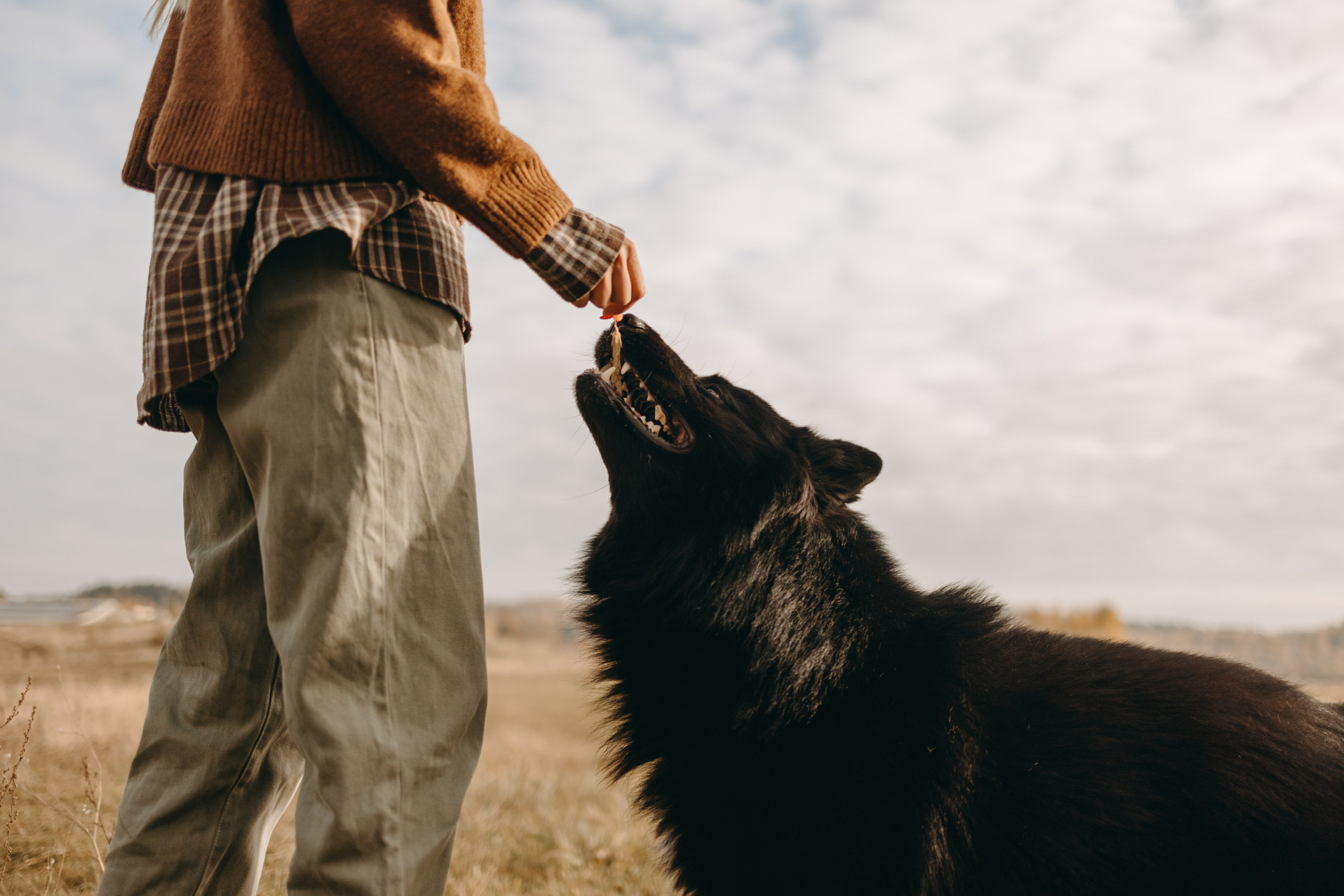 Лора и Джанго. Фотограф — Анималист | Санкт-Петербург