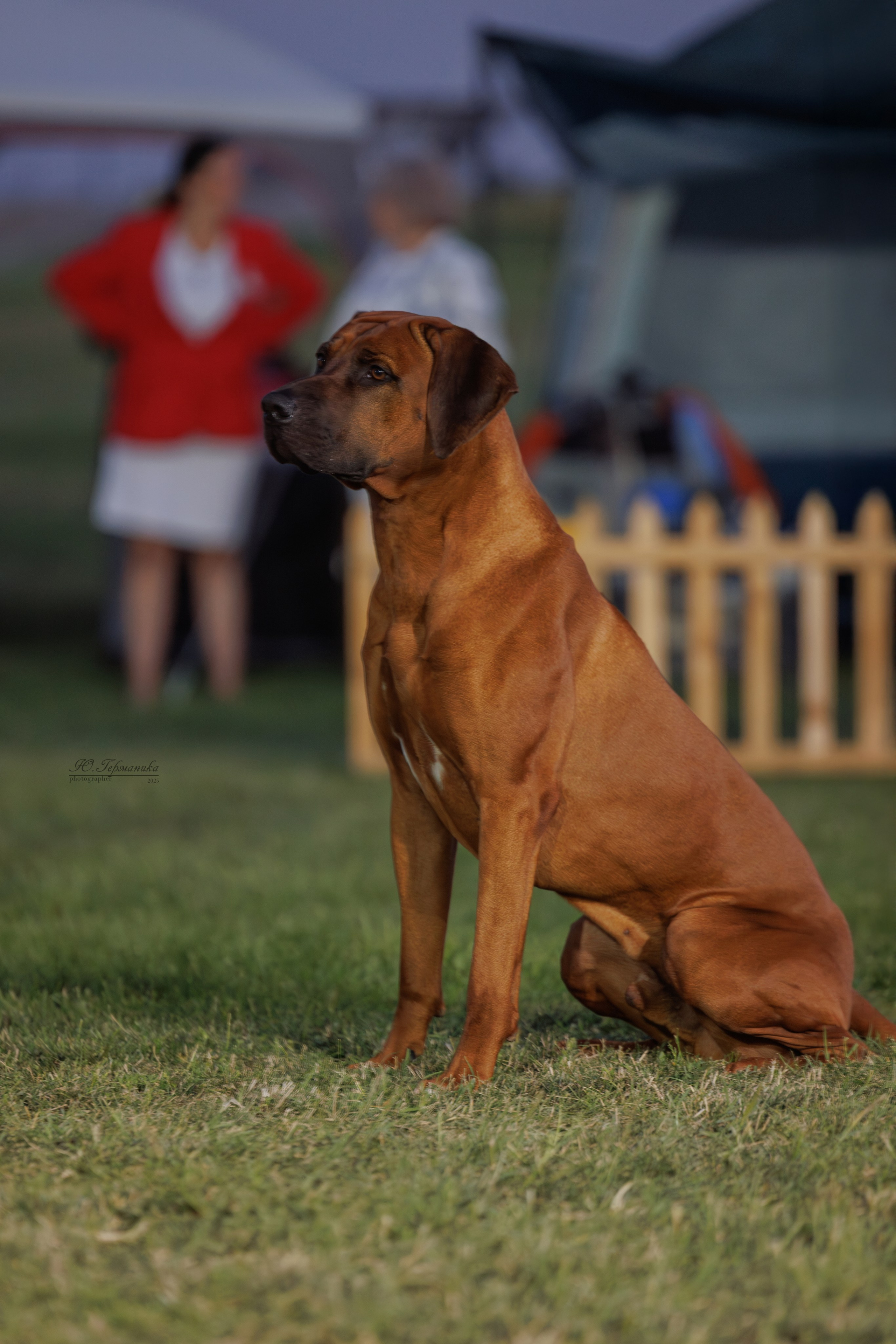 Ереван 3хCACIB 23-25.06.2025. Фотограф-анималист Юлия Германика