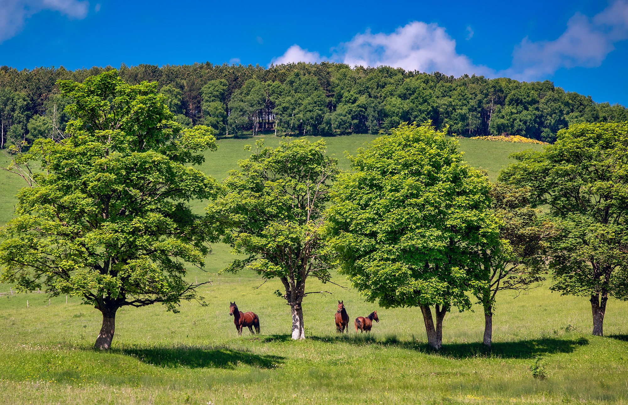 Северный Кавказ, Россия. Фотограф Владимир Остапенко