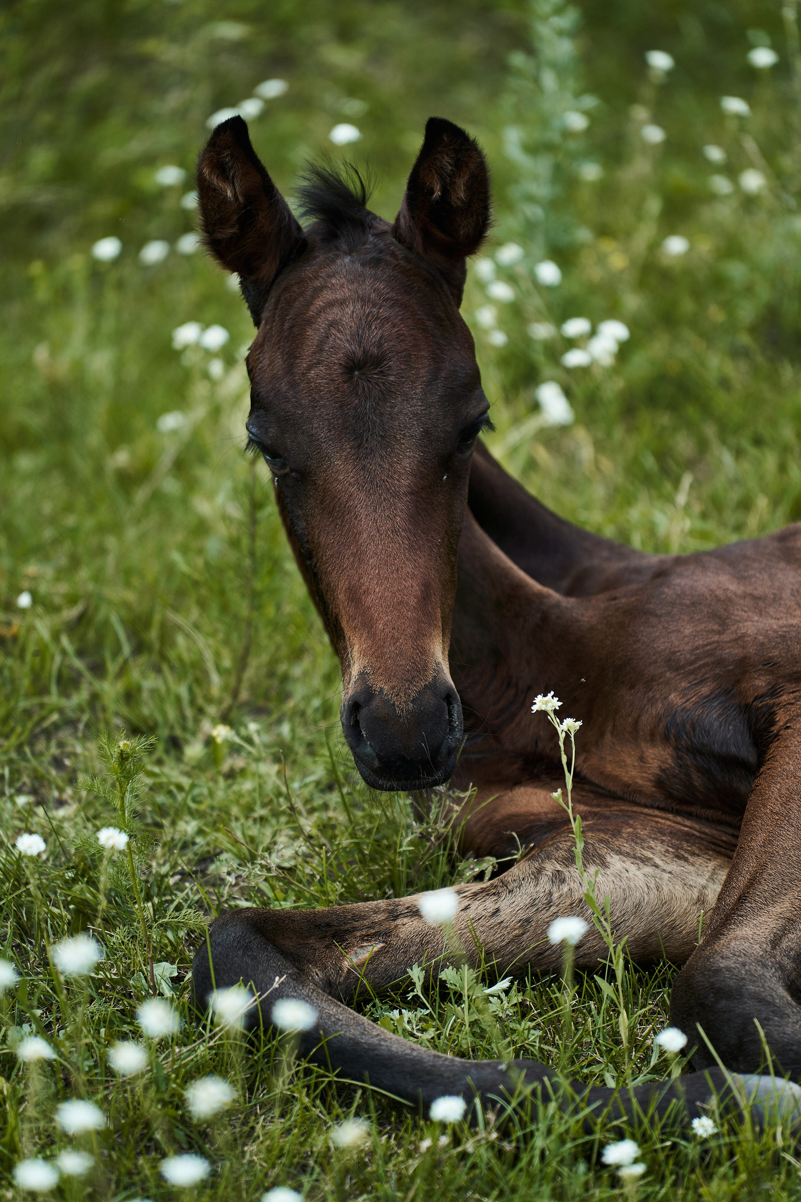 Жеребята КСОЦ «Свобода». Фотосессии с лошадьми в Москве, Новосибирске
