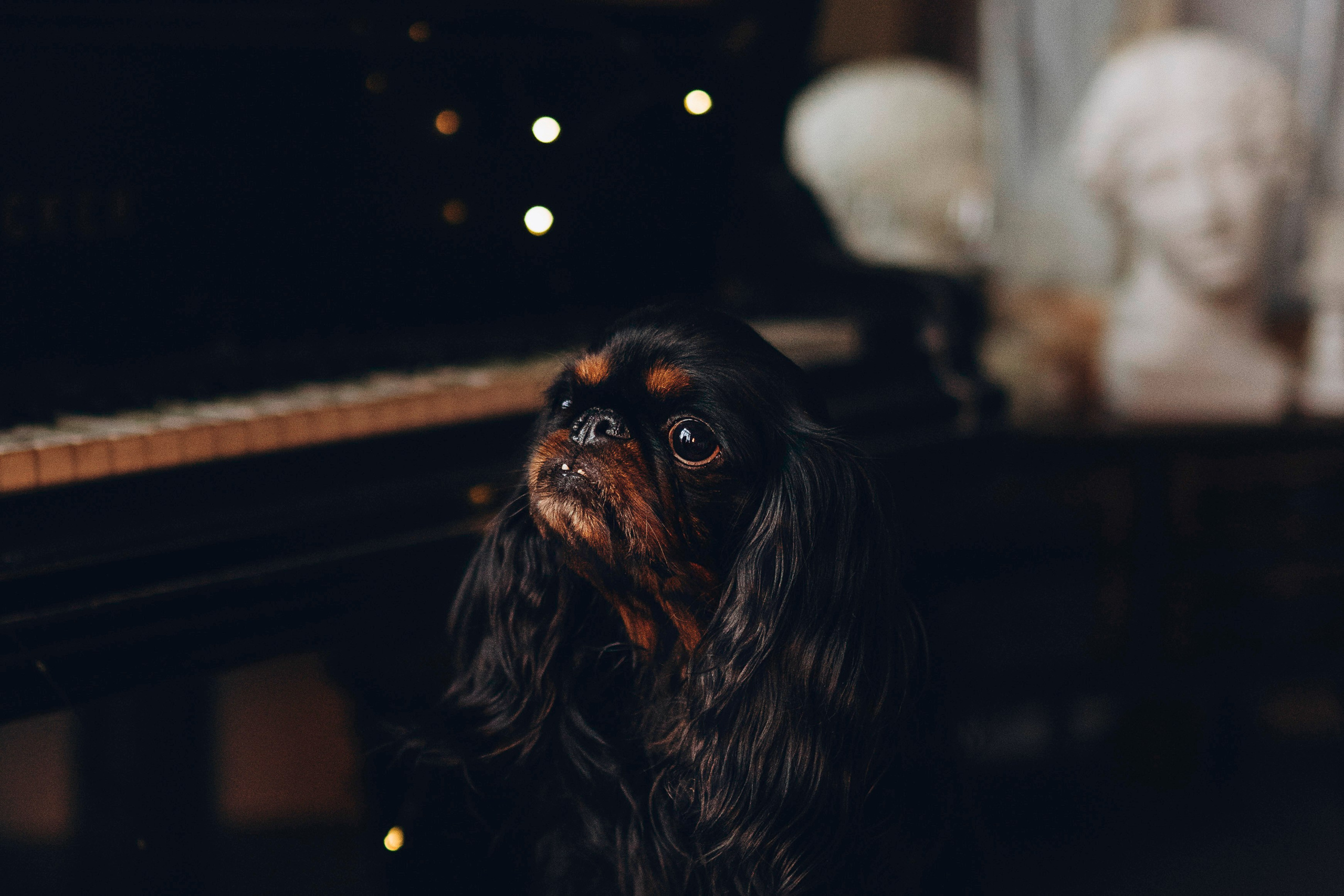 Ариша и её семья. Фотограф анималист в Спб недорого Олеся Майорова