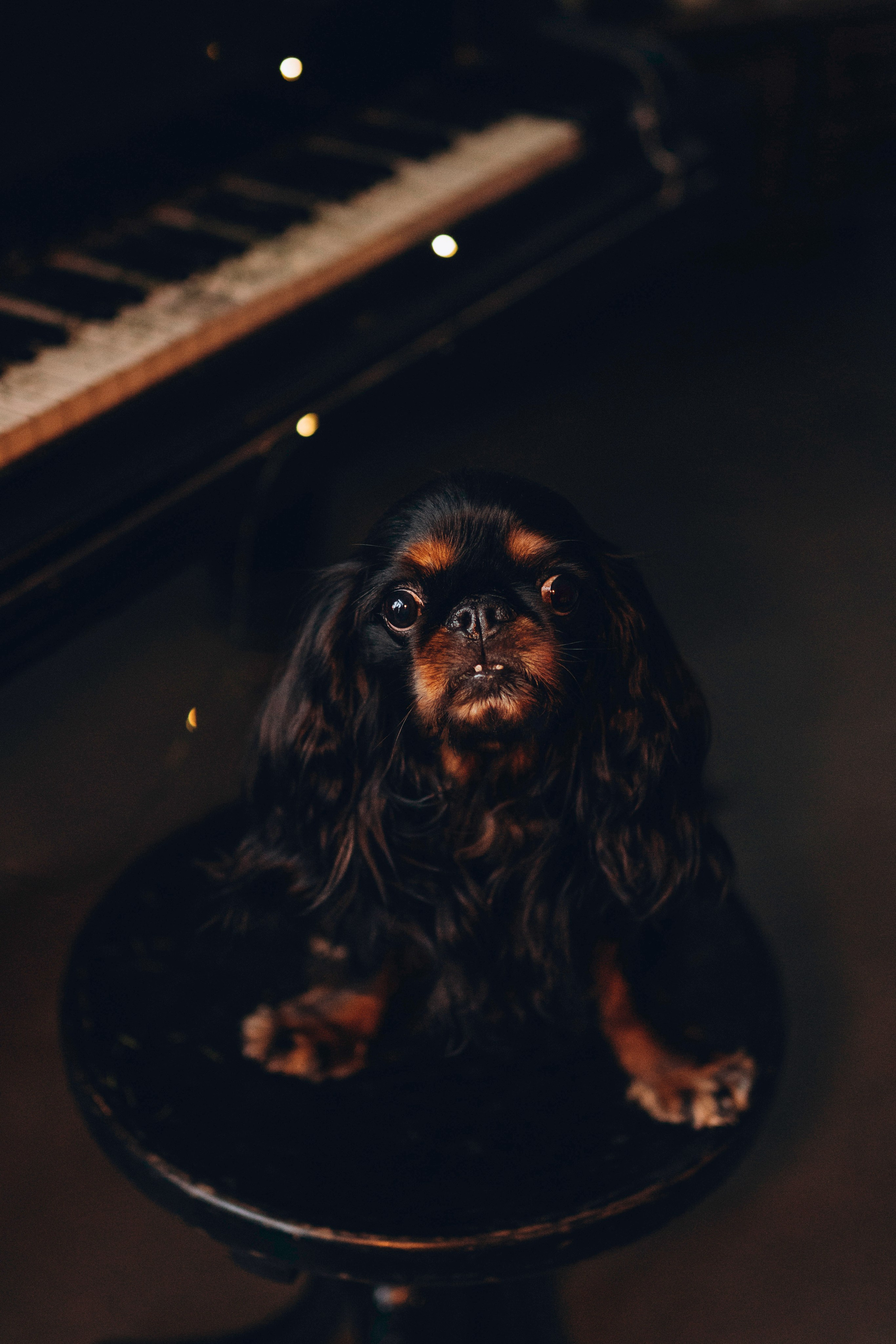 Ариша и её семья. Фотограф анималист в Спб недорого Олеся Майорова