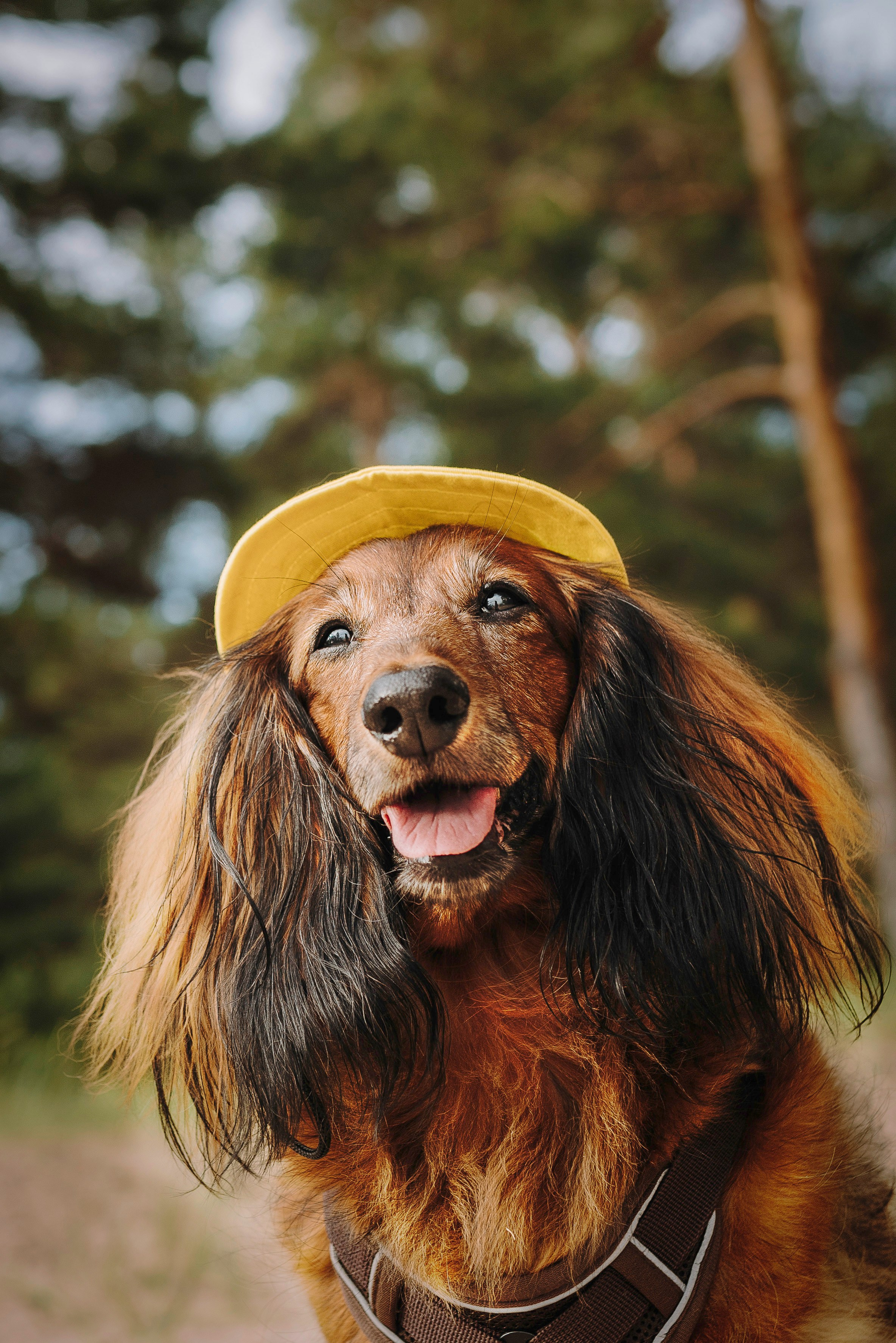 Фотосессия с длиношерстной таксой на пляжн. Фотограф анималист в Спб недорого Олеся Майорова
