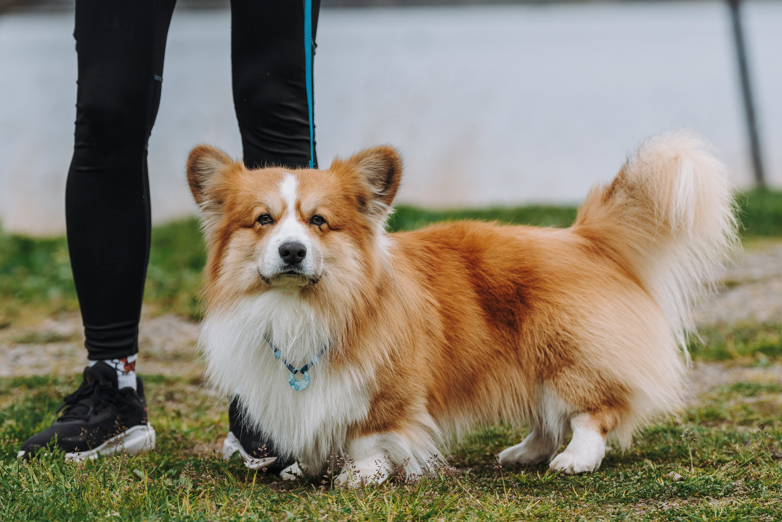 Соревнования по ноузворку в Лосево. Фотограф анималист в Спб недорого Олеся Майорова