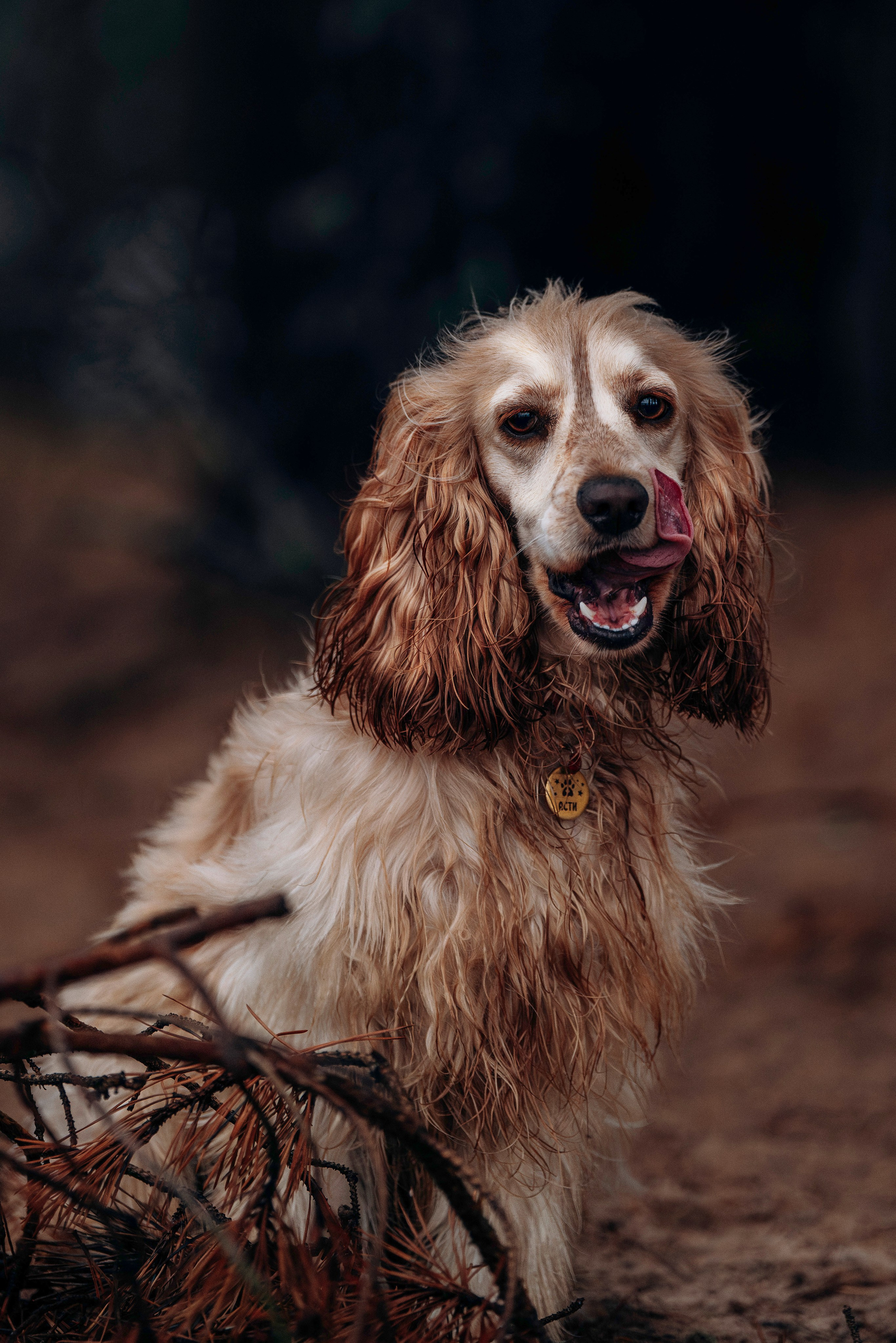 Асти, Крис и Александра. Фотограф анималист в Спб недорого Олеся Майорова