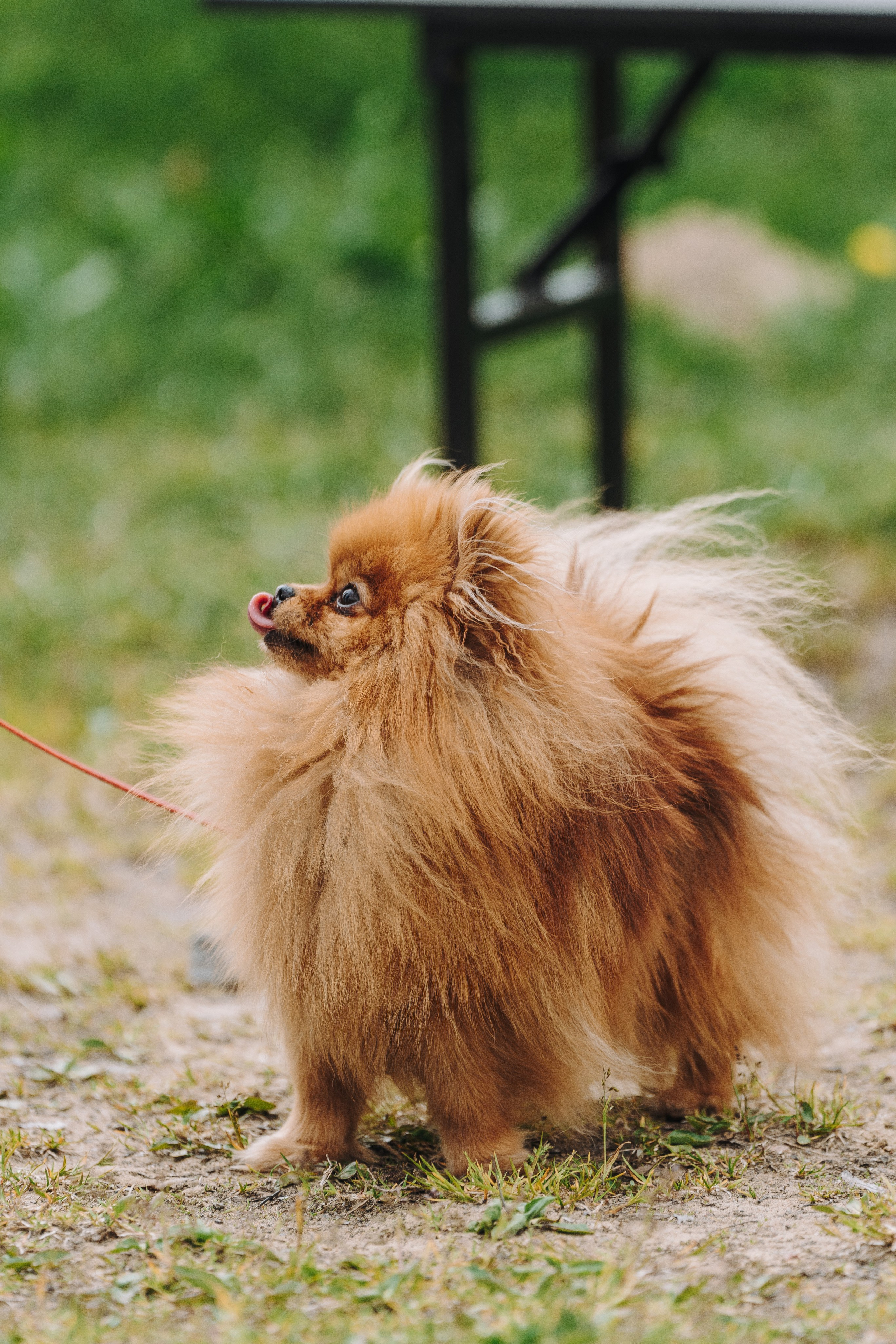 Соревнования по ноузворку в Лосево. Фотограф анималист в Спб недорого Олеся Майорова
