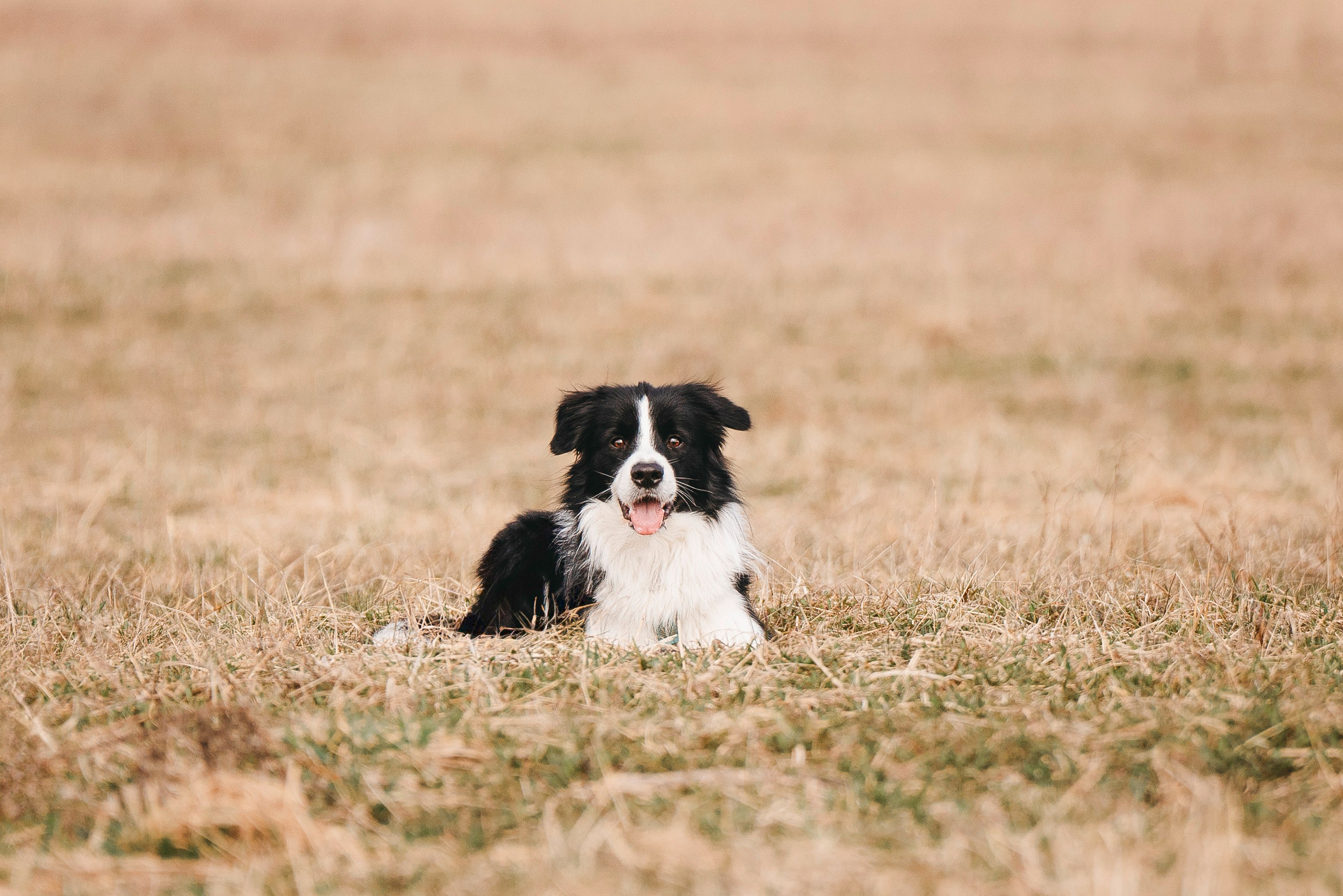 Нил и Алёна. Фотограф анималист в Спб недорого Олеся Майорова