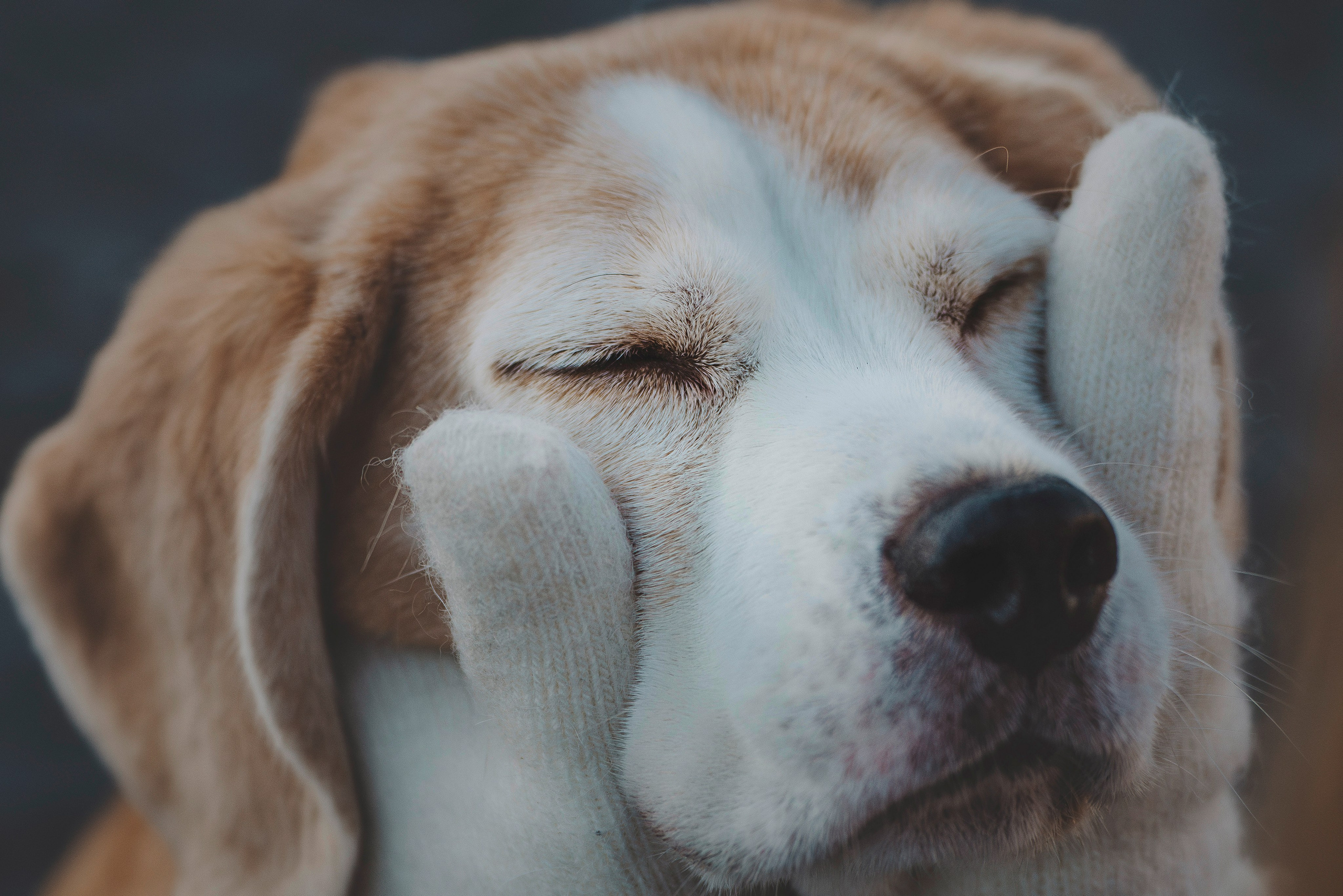 Ксения и Гаечка. Фотограф анималист в Спб недорого Олеся Майорова