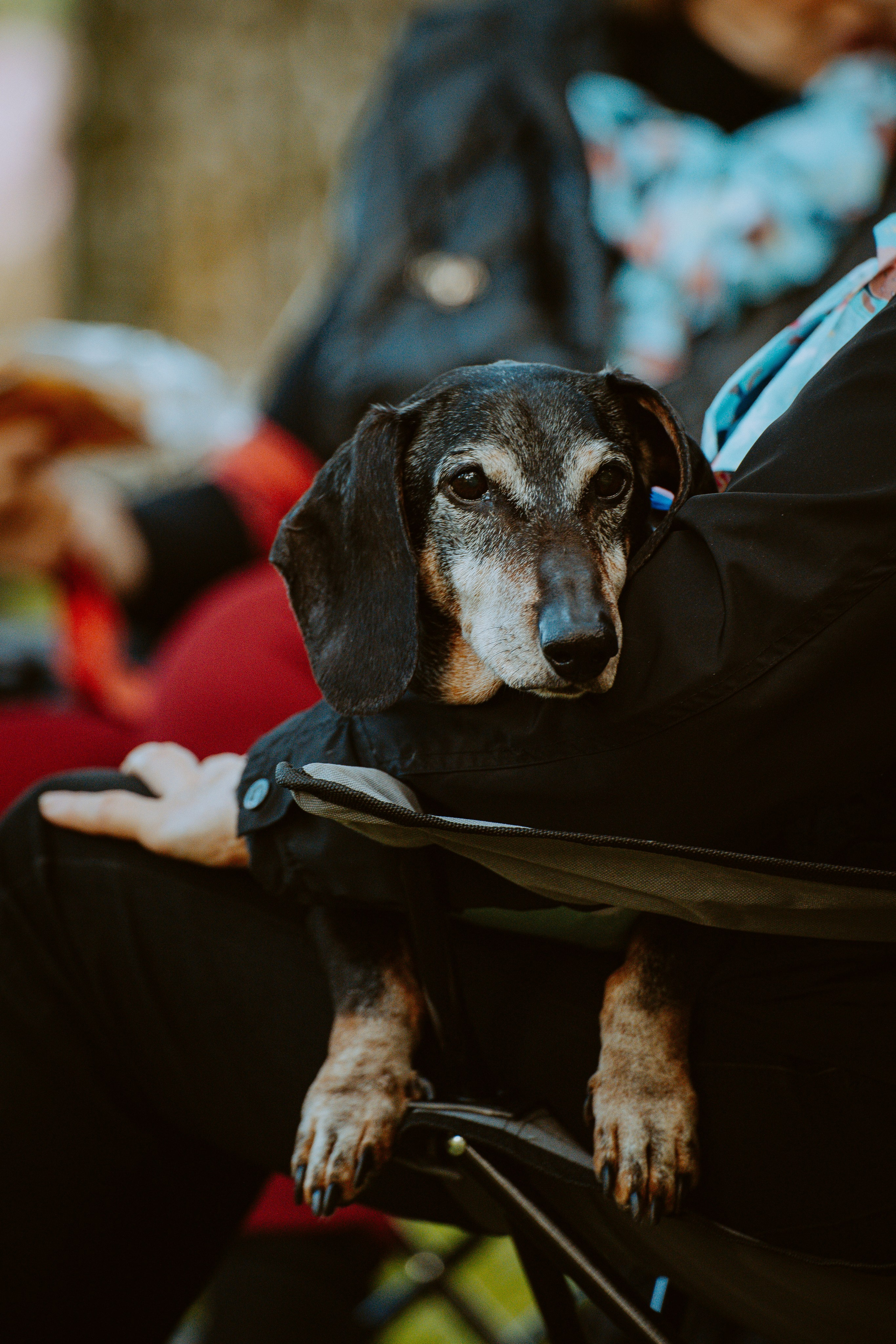 Такспарад. Фотограф анималист в Спб недорого Олеся Майорова