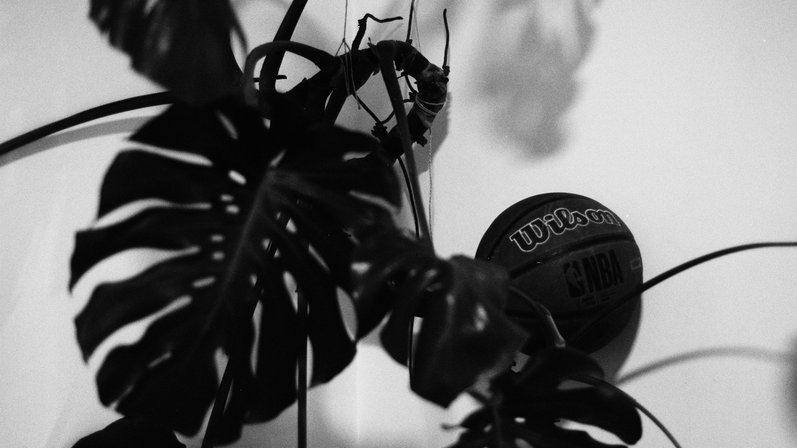 Весной 2025. ФОТОМЕТАОХОТА