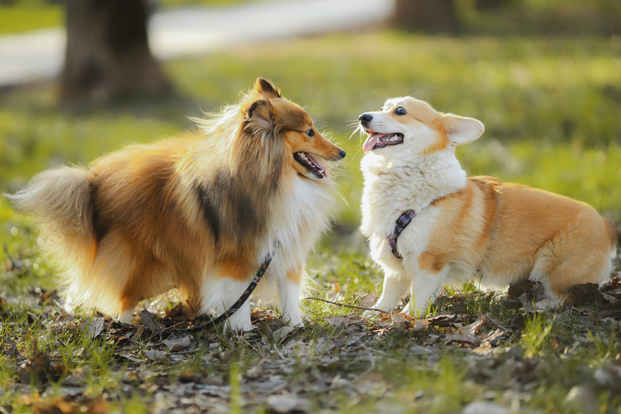 Найк и Меган. Художник и Фотограф Тимохина Юлия