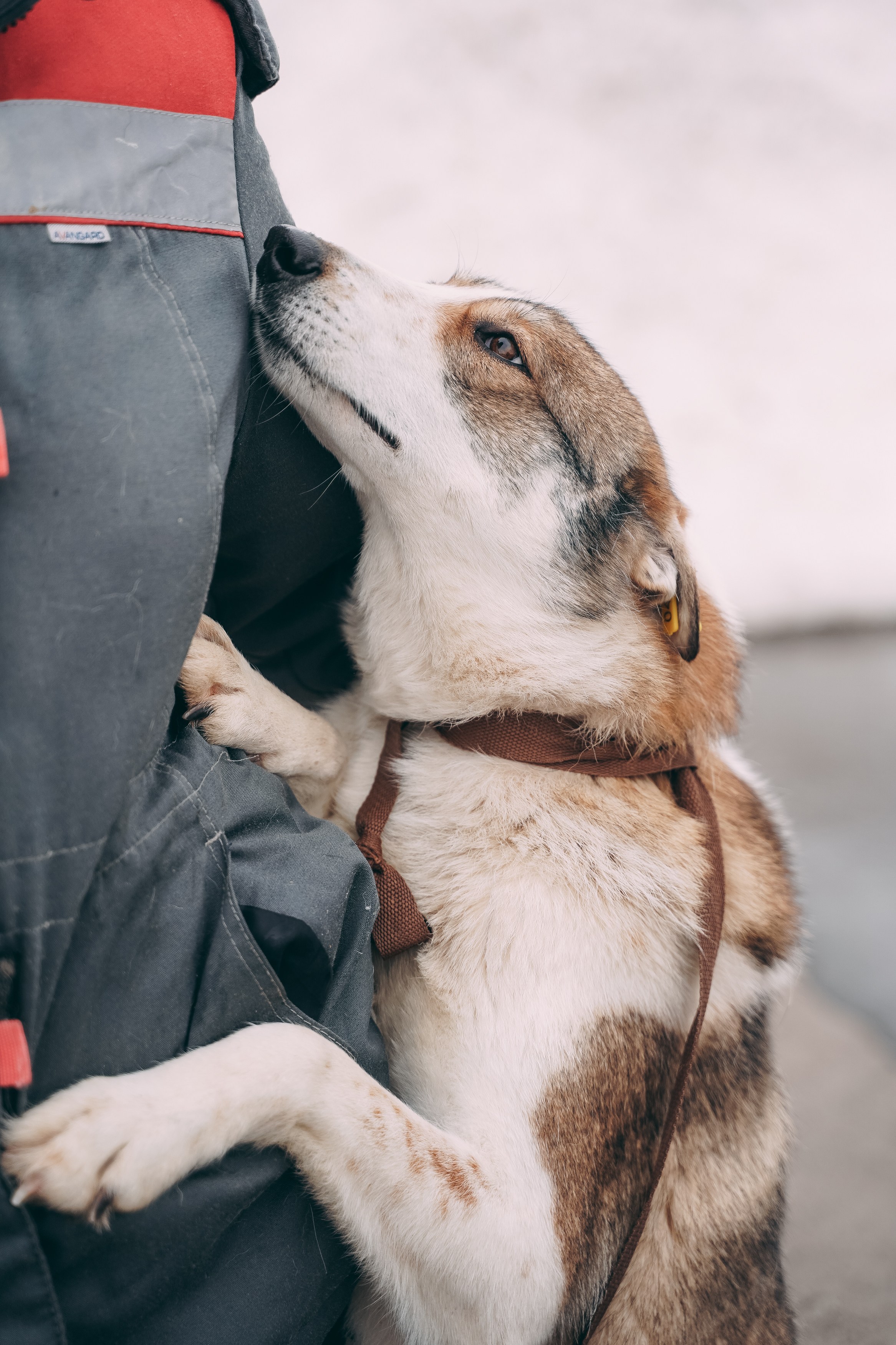 Съемка для благотворительного фонда «Дог 24». Фотограф-анималист, портретный фотограф в Чебоксарах Мария Садыкова