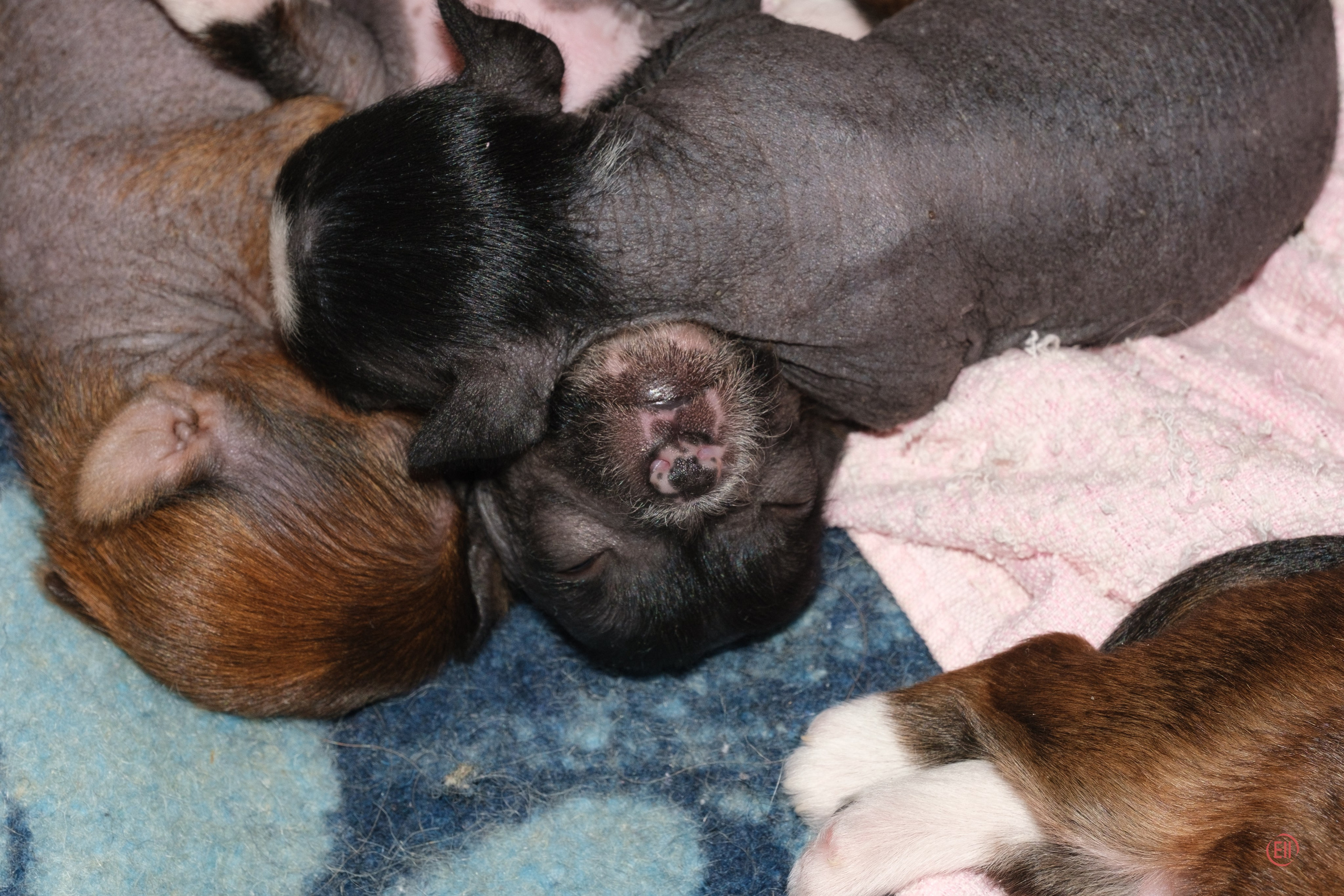 Litter V. Poale Ell Chinese Crested Dog Kennel: Buy a puppy from the kennel