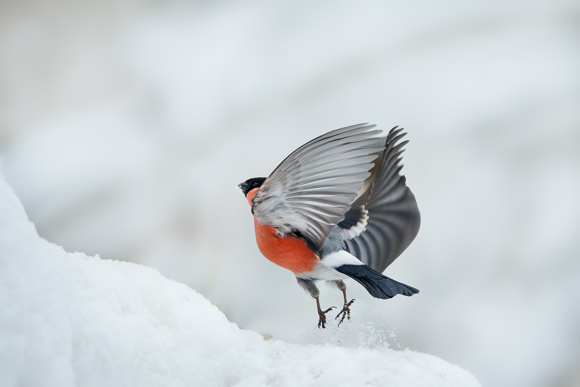 Удивительные мир птиц. Вокруг нас столько прекрасного — присмотритесь!. Ваш личный фотограф Марина Волкова