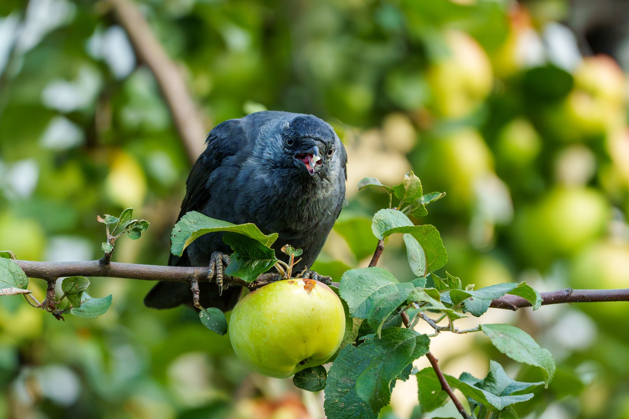 Удивительные мир птиц. Вокруг нас столько прекрасного — присмотритесь!. Ваш личный фотограф Марина Волкова