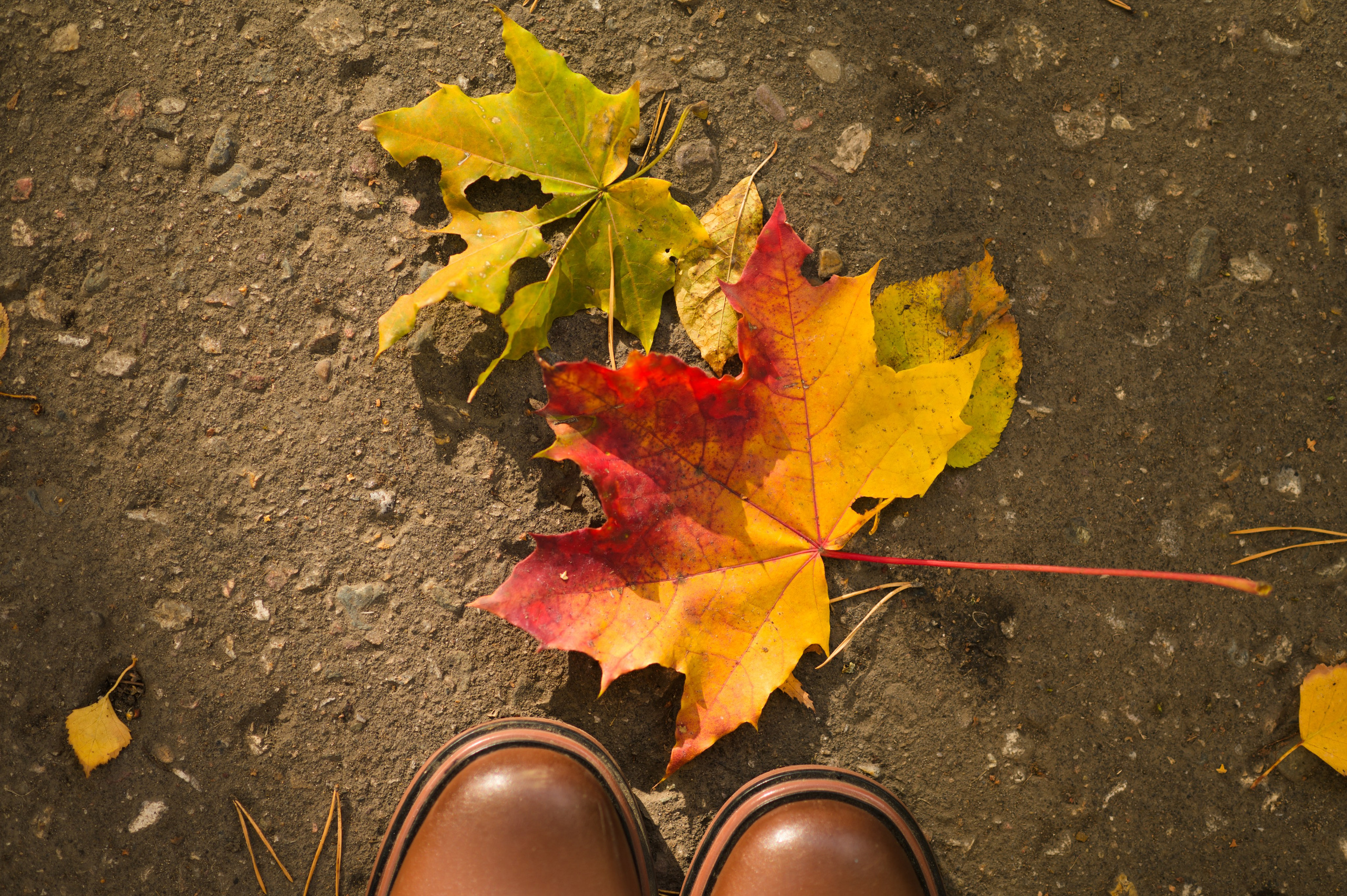 Осенние листья. Анна Боровикова, фотограф Пушкино