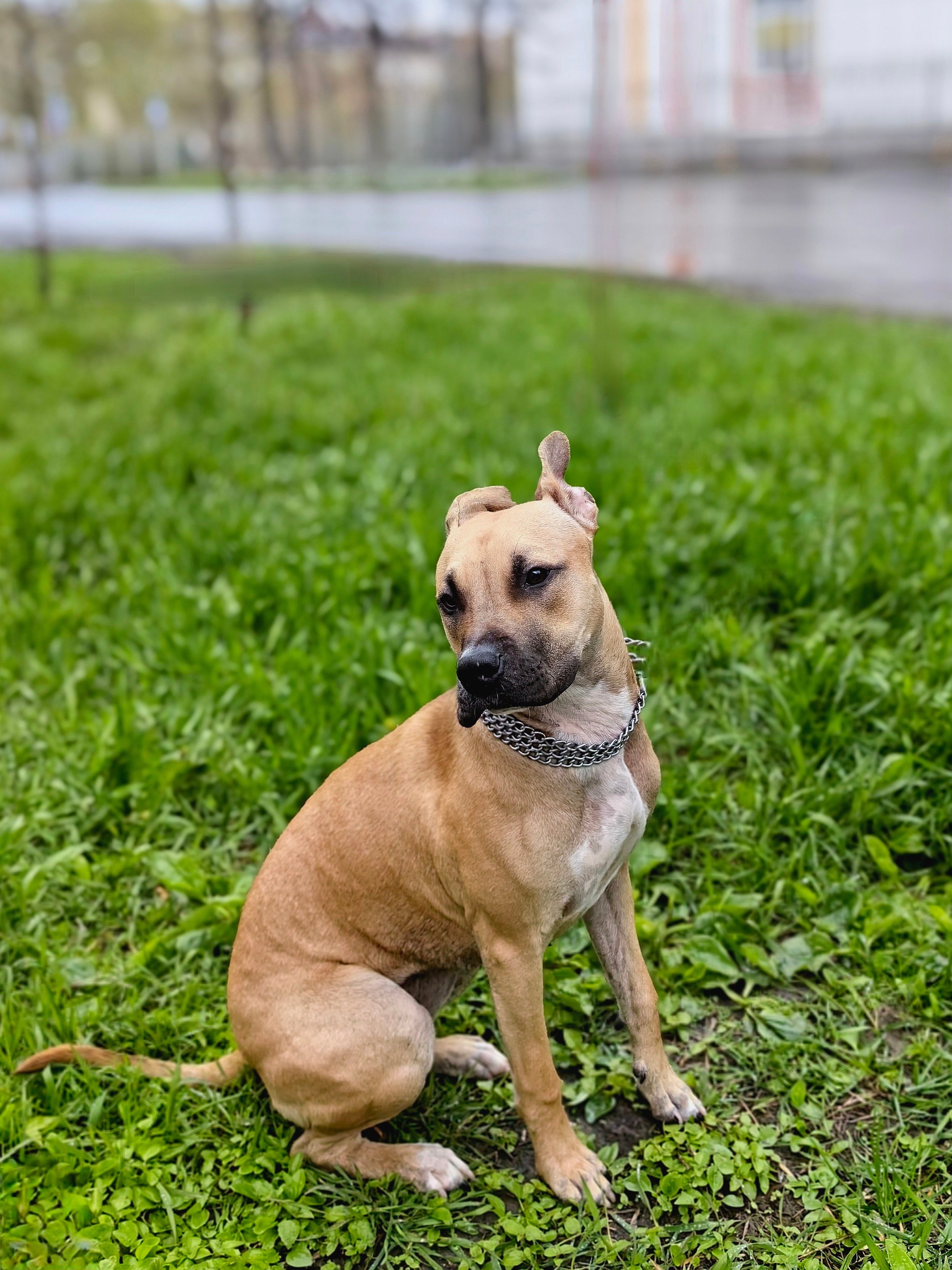 Любимые хвостики