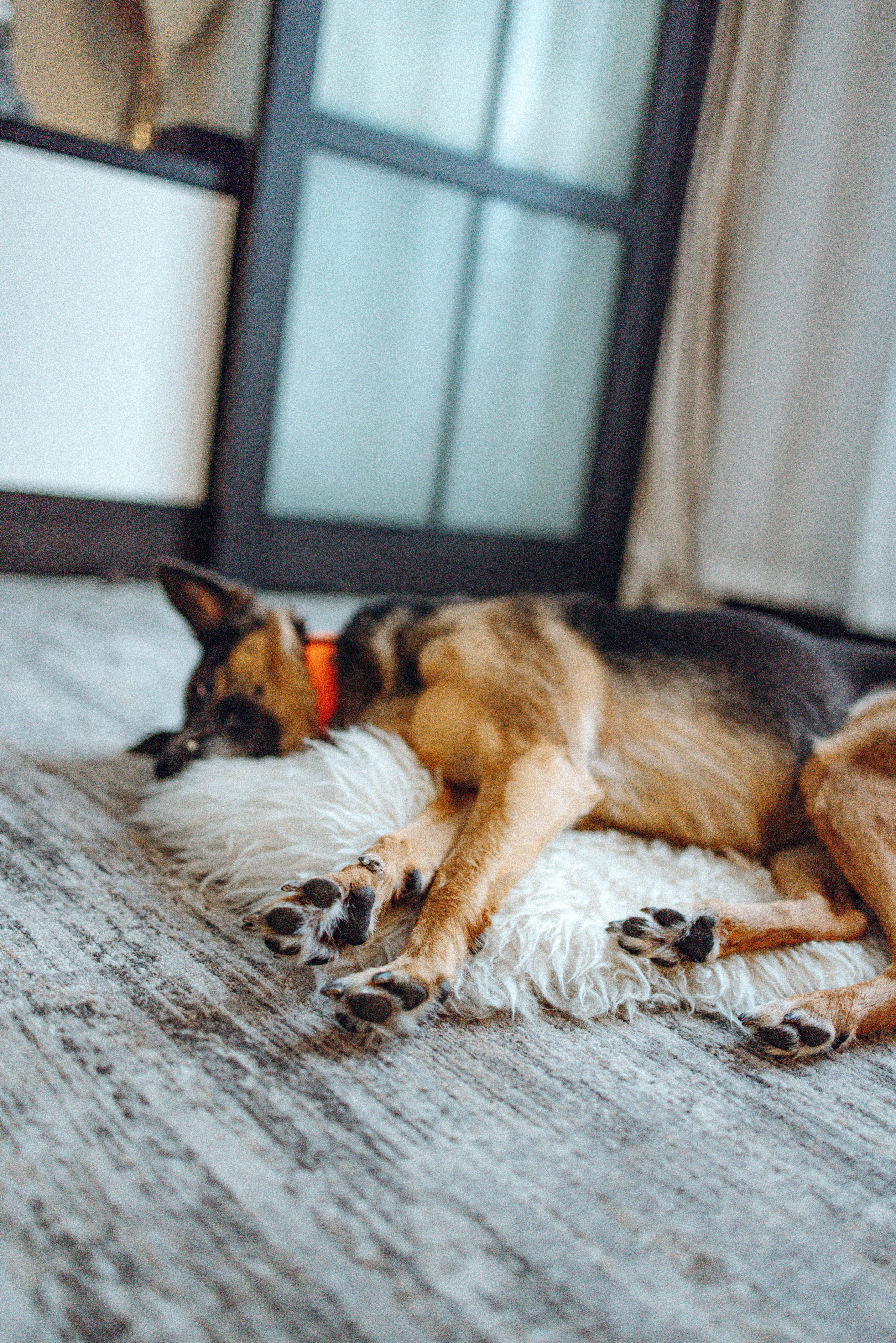 Ника, Матиша и Герда. Фотограф-анималист в Москве Лера Черноног