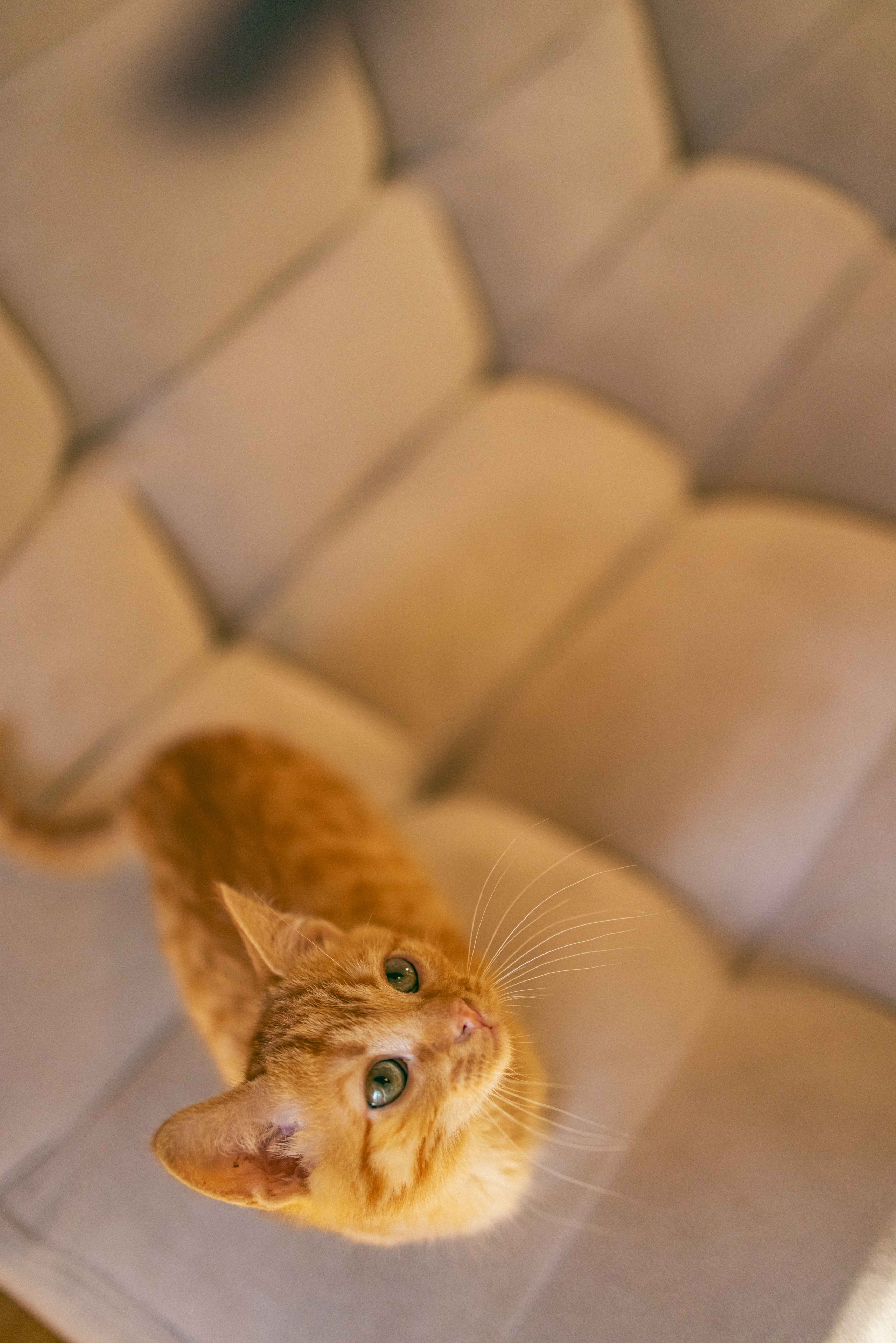 Кускус. Фотограф-анималист в Москве Лера Черноног