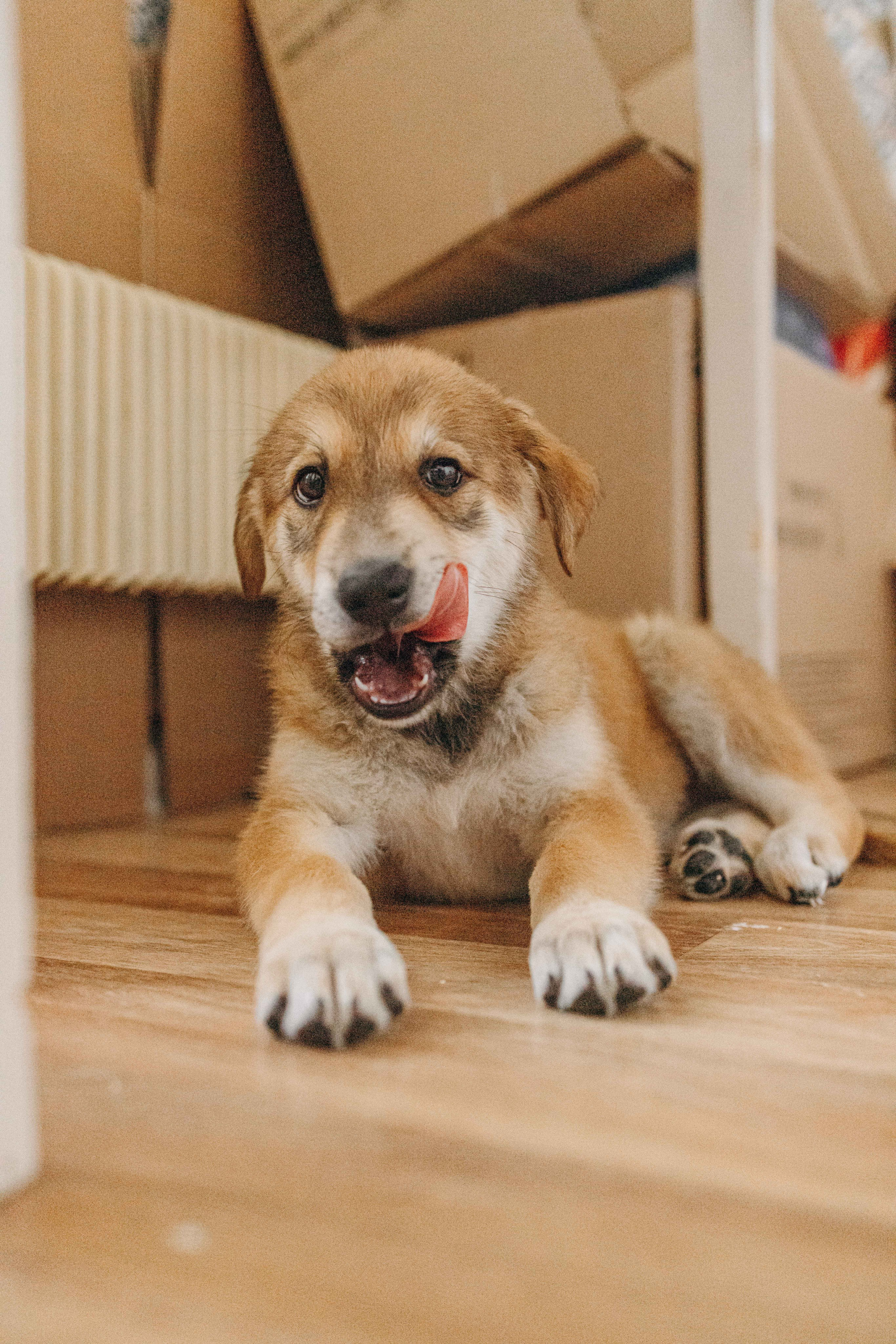 Щеночки на кухне. Фотограф-анималист в Москве Лера Черноног