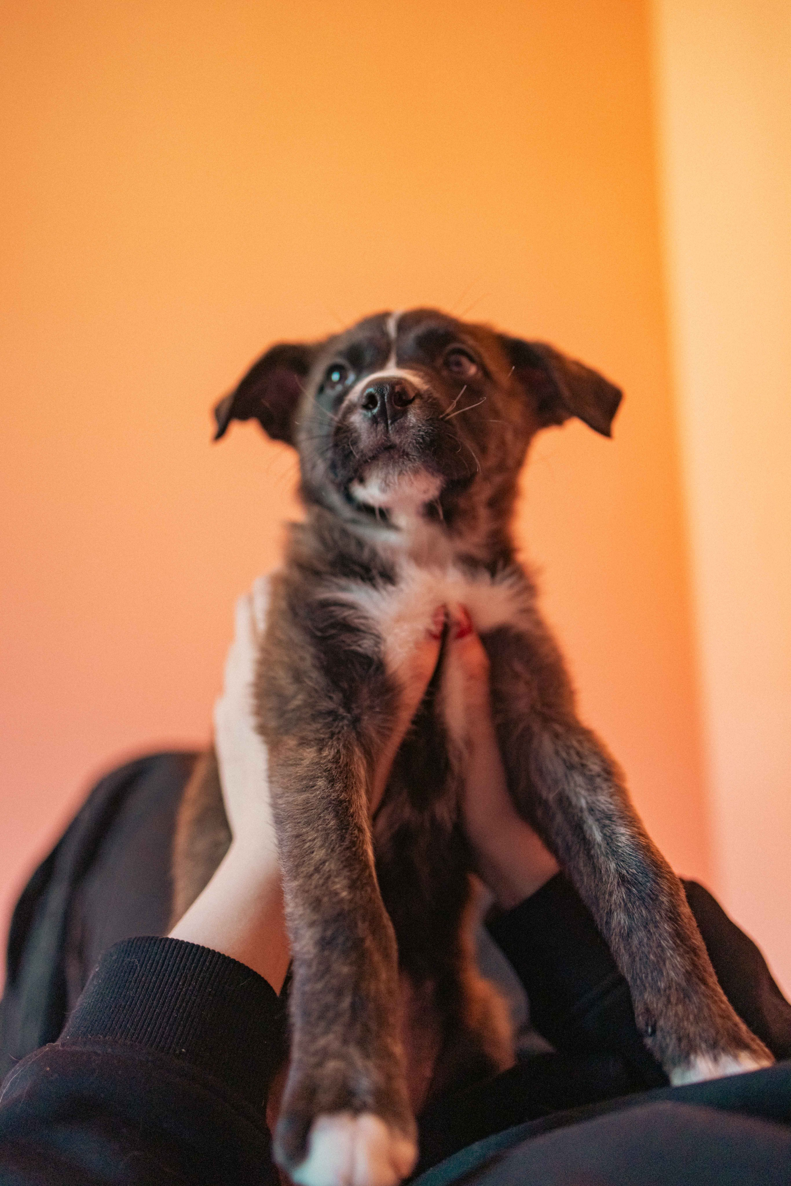 Гайка. Фотограф-анималист в Москве Лера Черноног