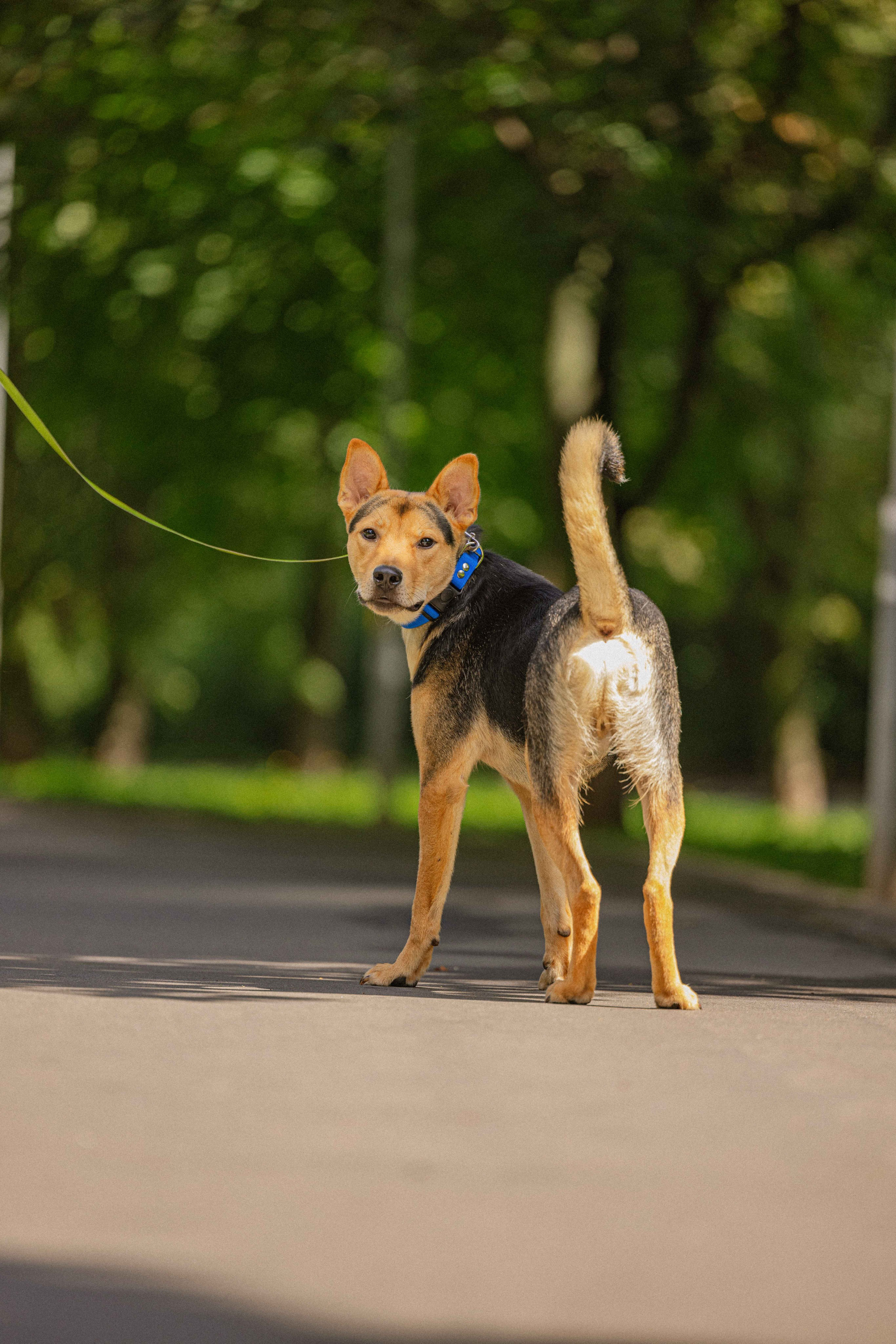 Джеки. Фотограф-анималист в Москве Лера Черноног