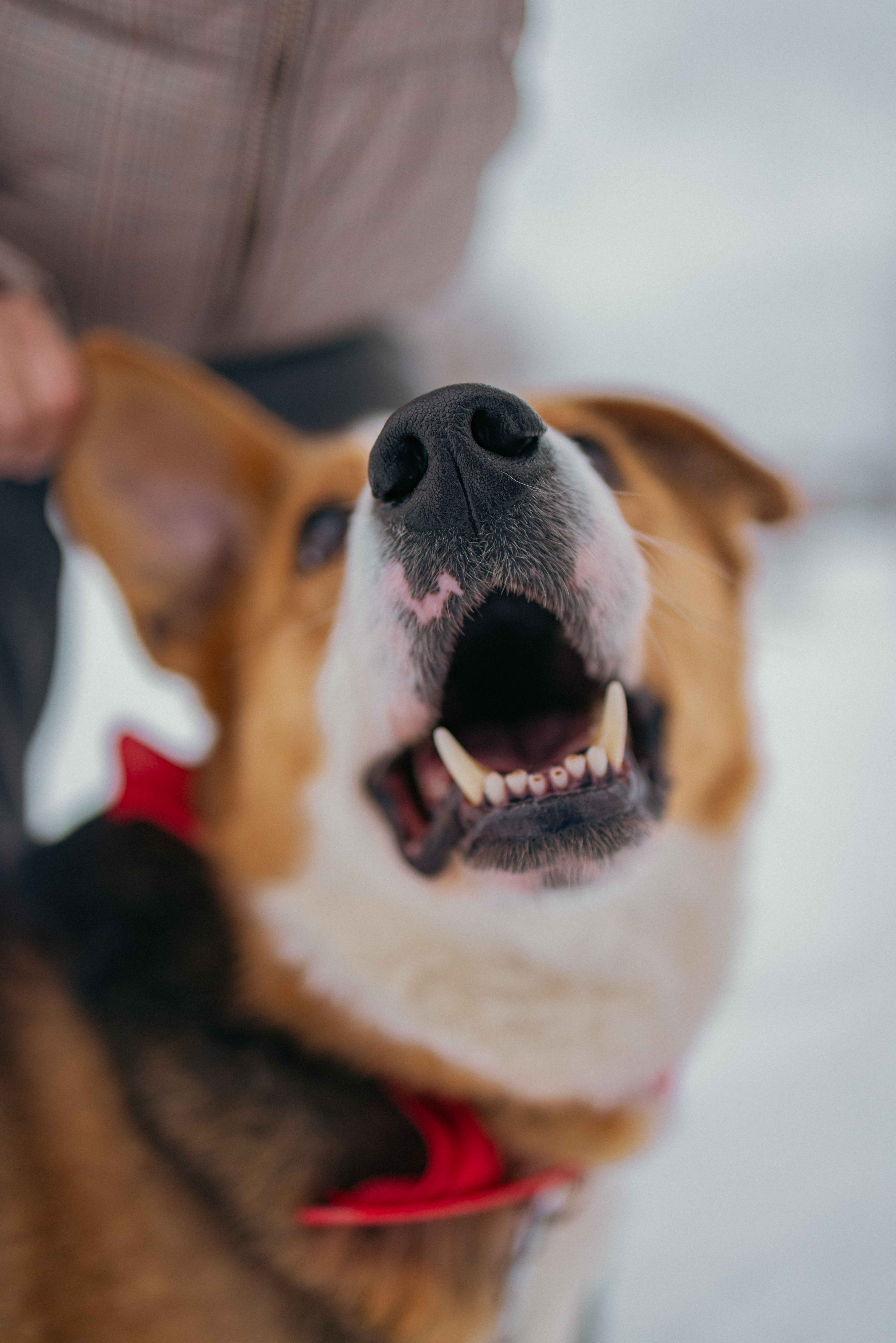 Петя. Фотограф-анималист в Москве Лера Черноног