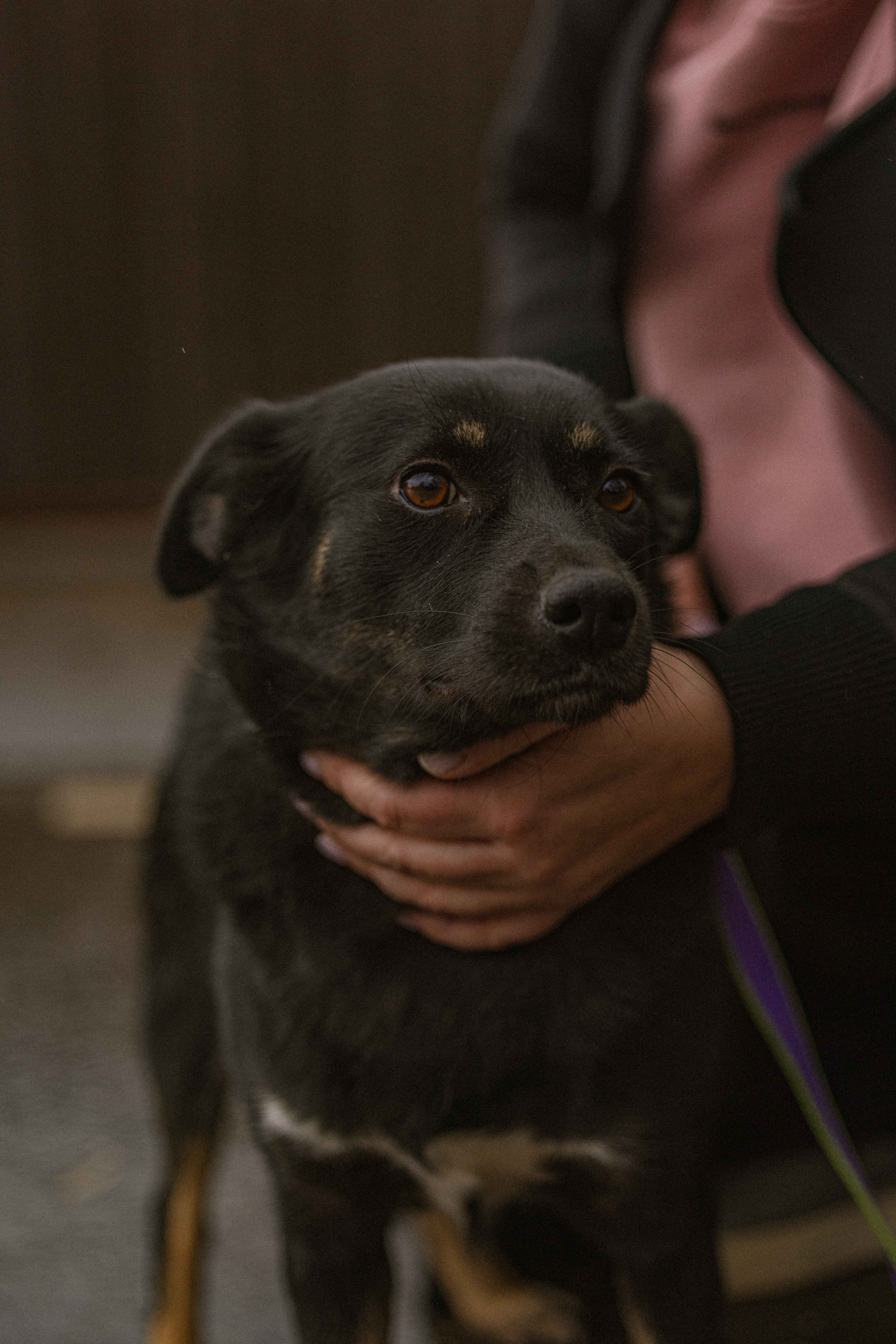 Передержка. Фотограф-анималист в Москве Лера Черноног