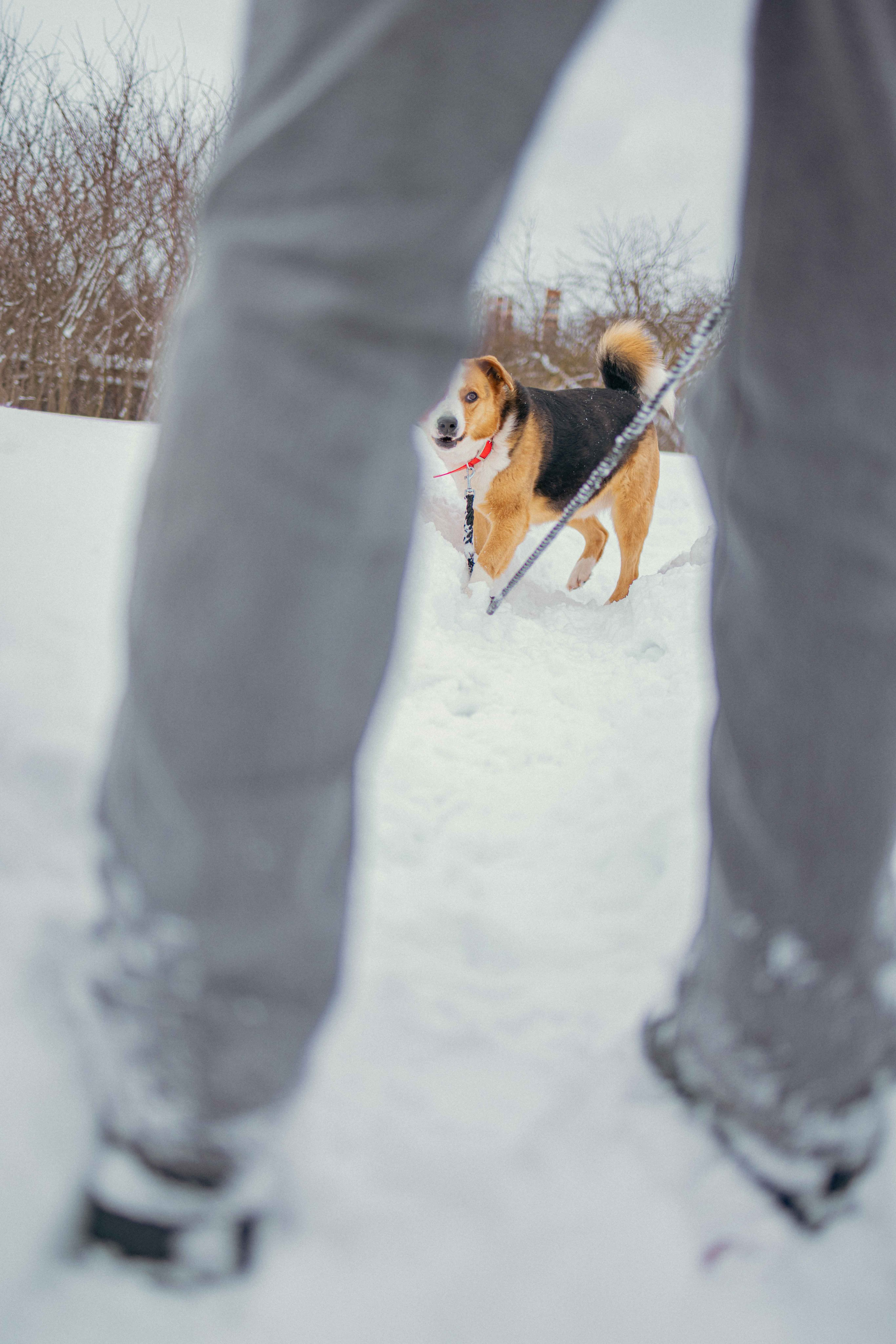 Петя. Фотограф-анималист в Москве Лера Черноног