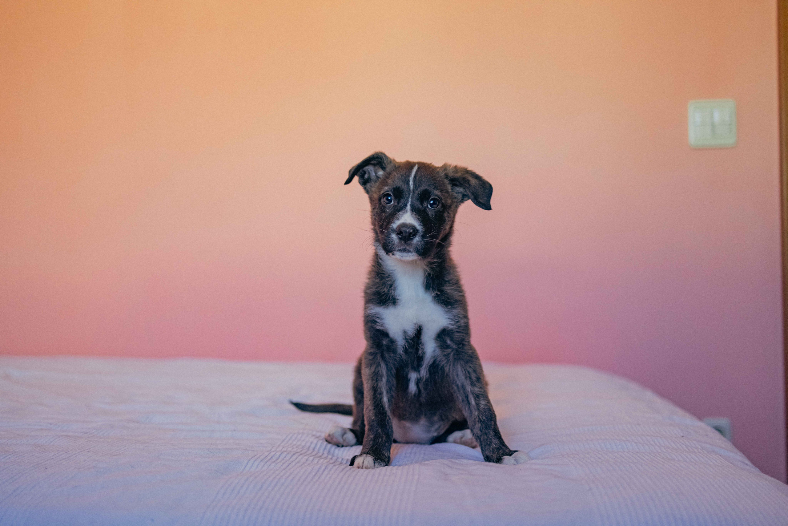 Гайка. Фотограф-анималист в Москве Лера Черноног