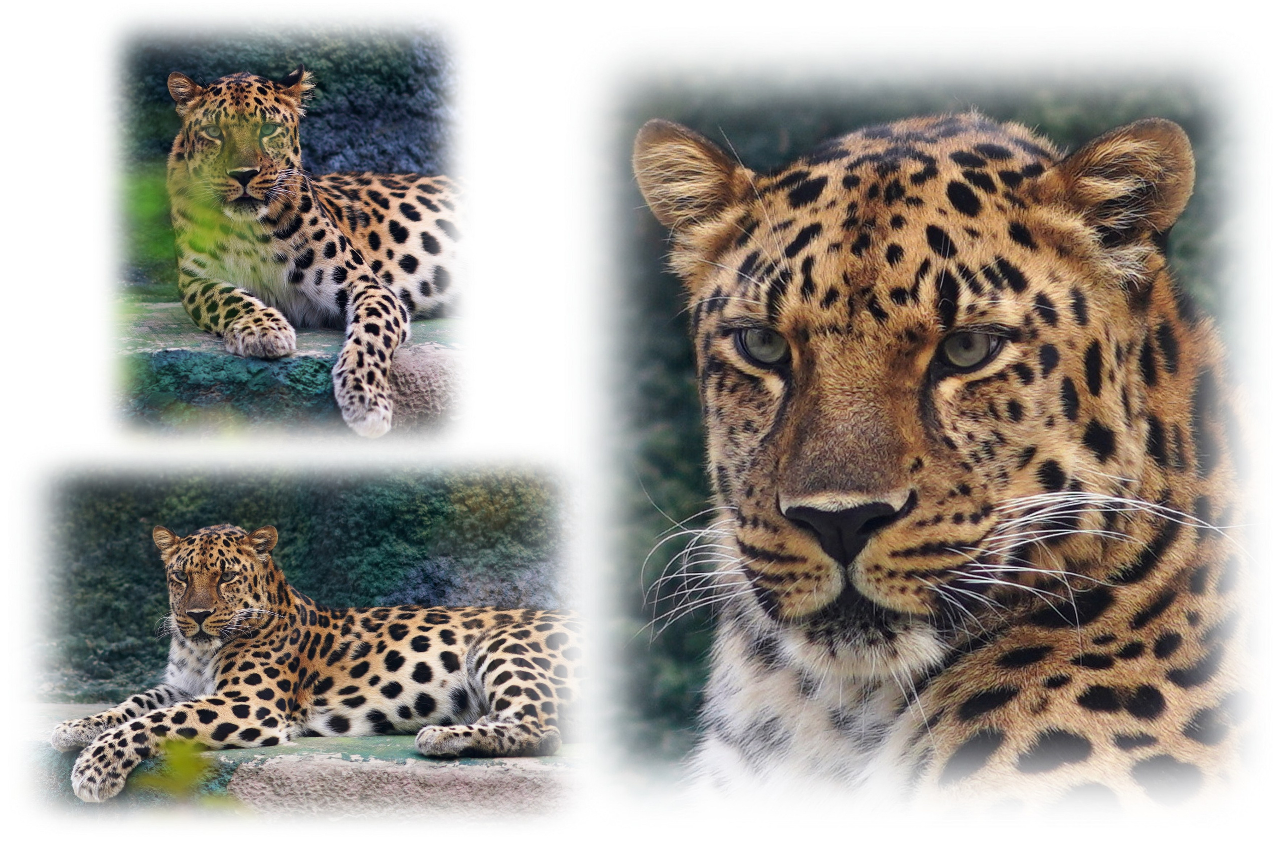 Животный мир📸. Фотограф Москва и Сергиев Посад Ирина Ермакова