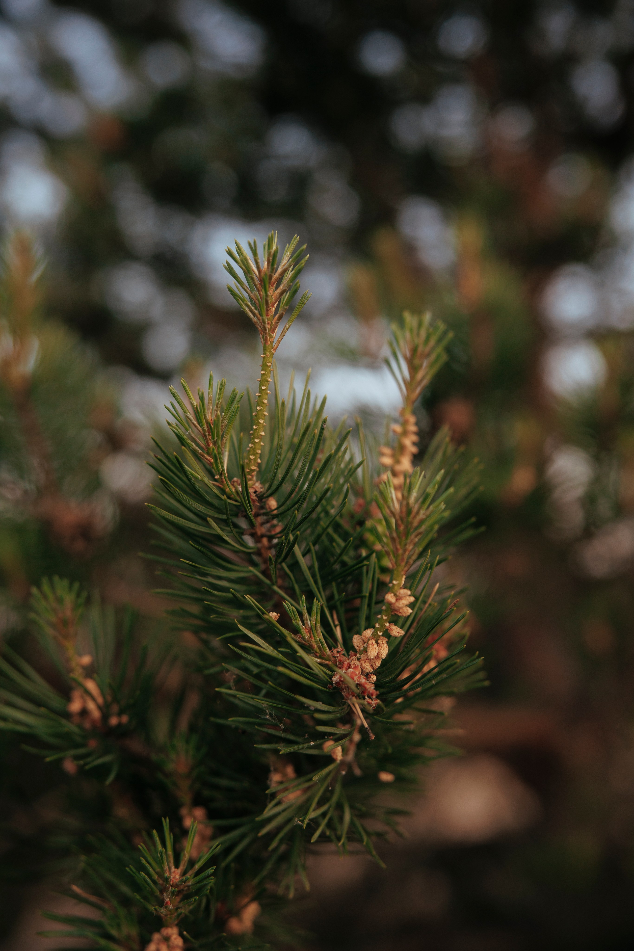 Съемка с собакой. Анастасия Белаш