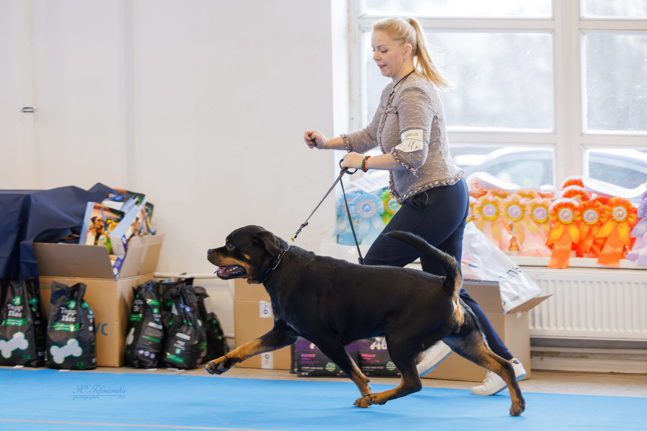 Питер ротвейлеры 18.01,Крокус 19.01.2025. Фотограф-анималист Юлия Германика