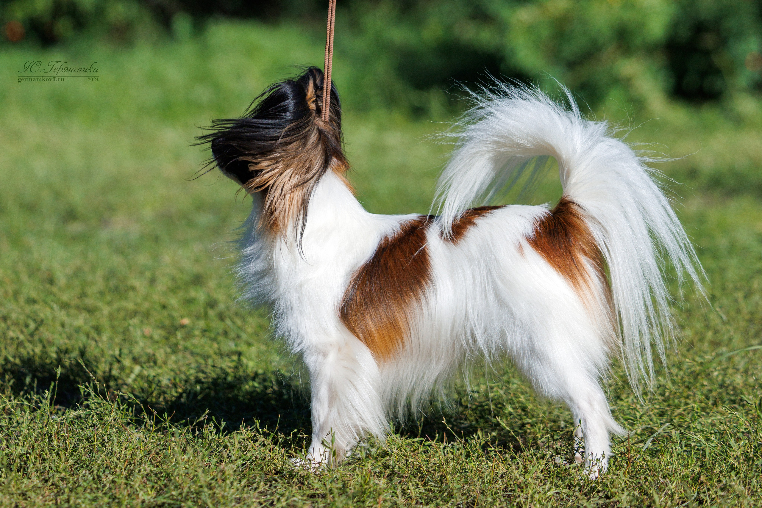 Астана 2хCACIB 17-18.08.2024. Фотограф-анималист Юлия Германика