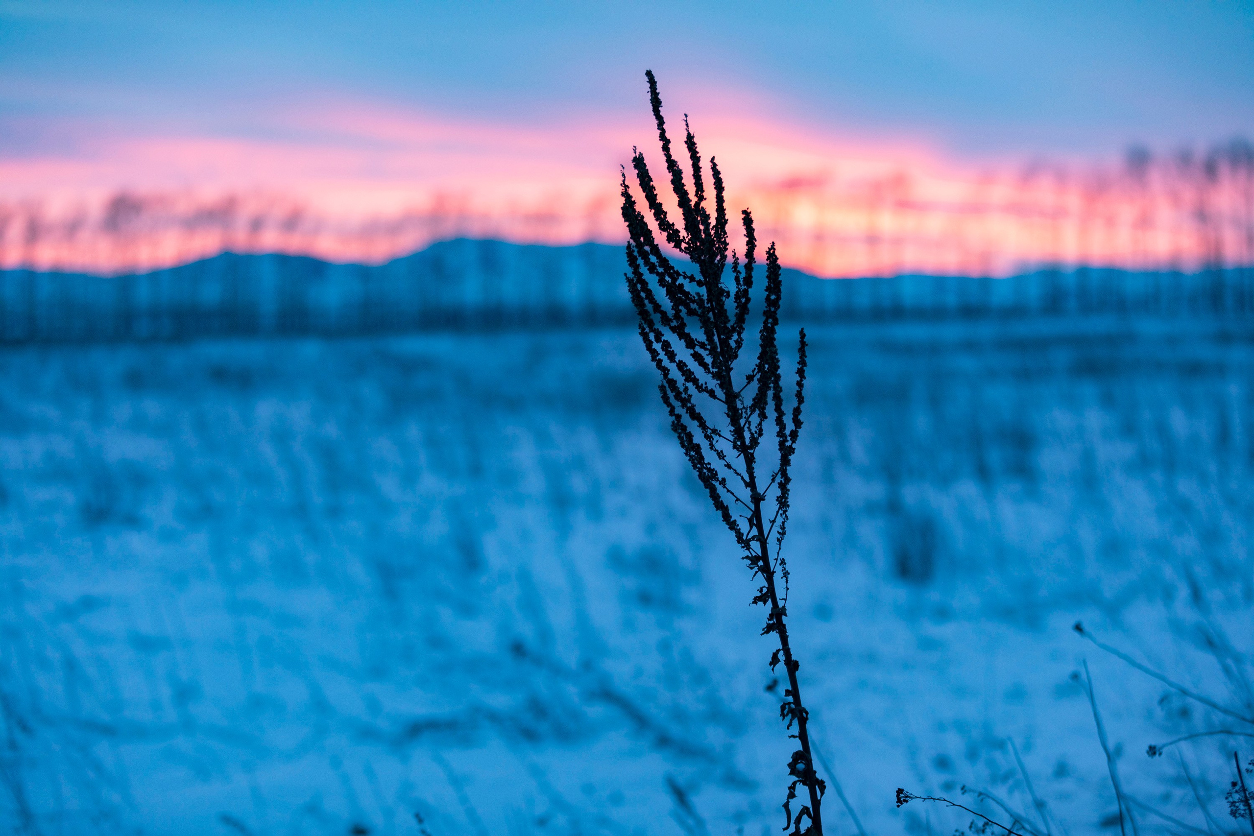Алтай в декабре. Марина Захарова — Фотограф. Москва / Marina Zakharova — Photographer