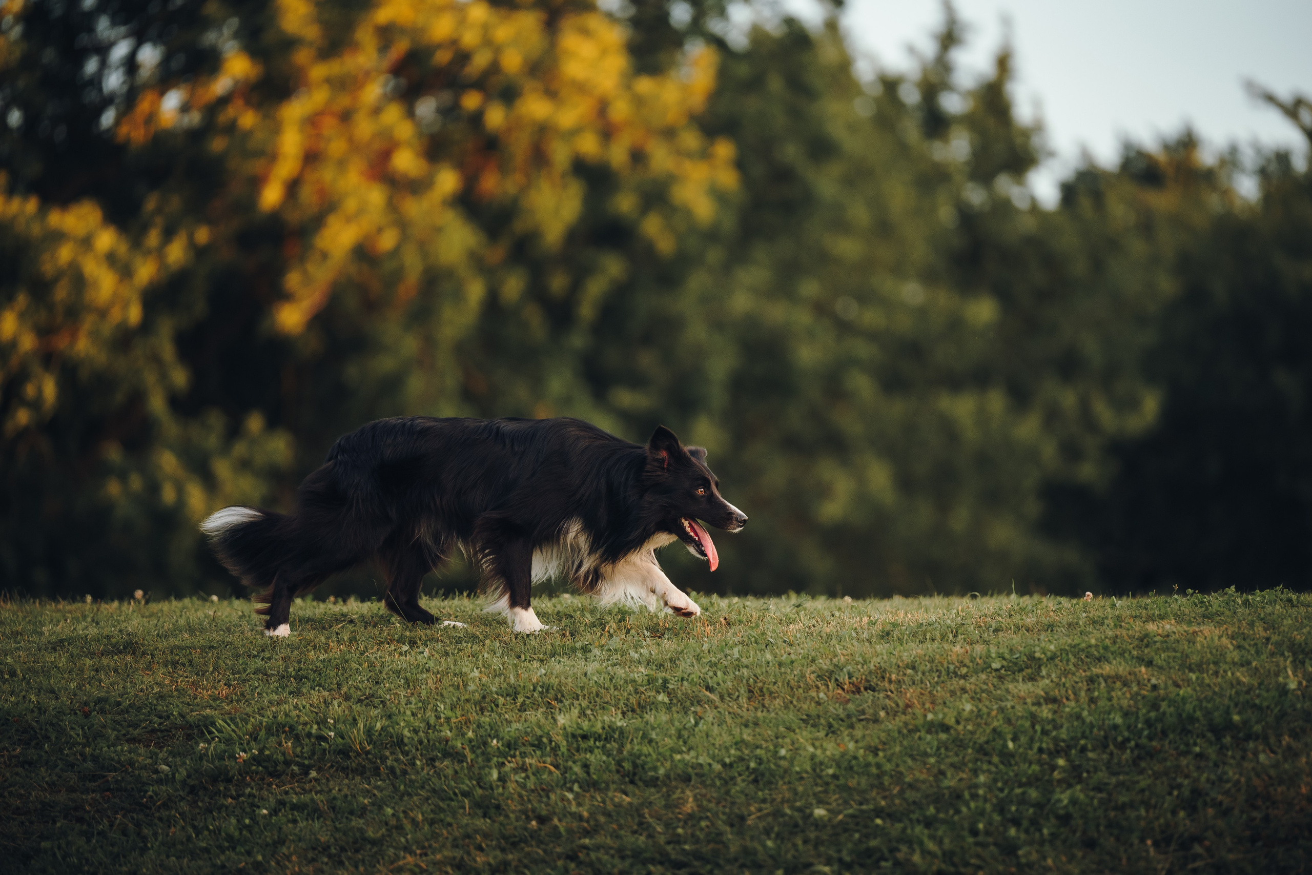 Марина и Эдж. Семейный фотограф анималист Ананьева Мария — Москва